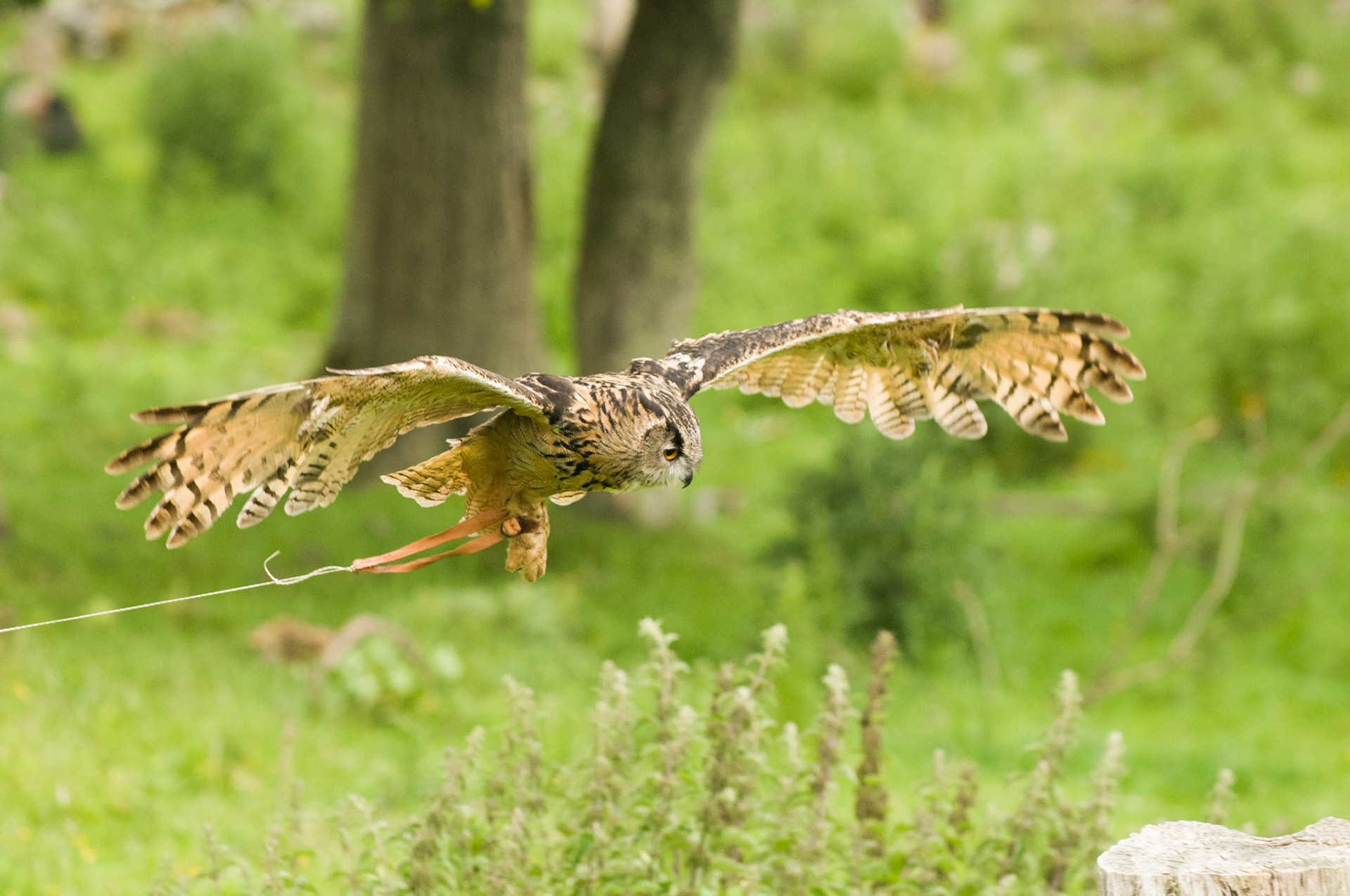 European Eagle Owl with falconer in Bamburgh