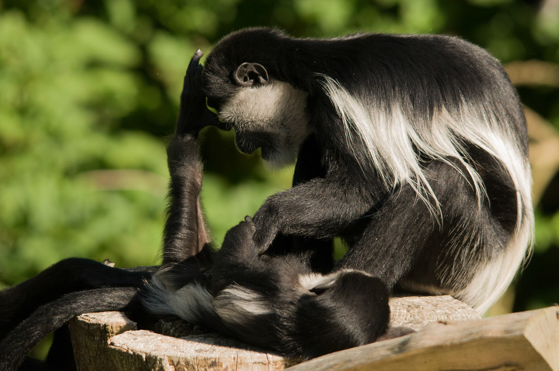 Black and White Colobus Monkey at Port Lympne Wild Animal Park