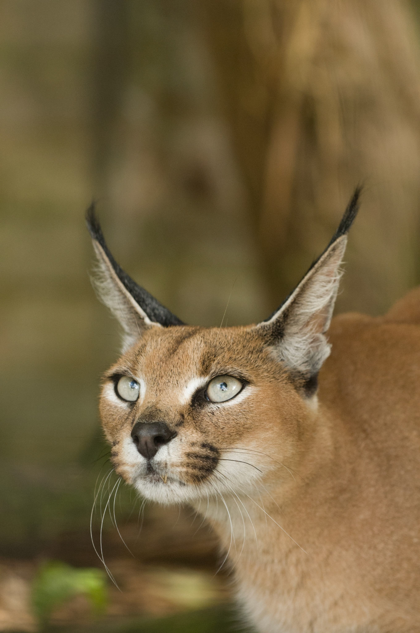 Caracal at the Cat Survival Trust