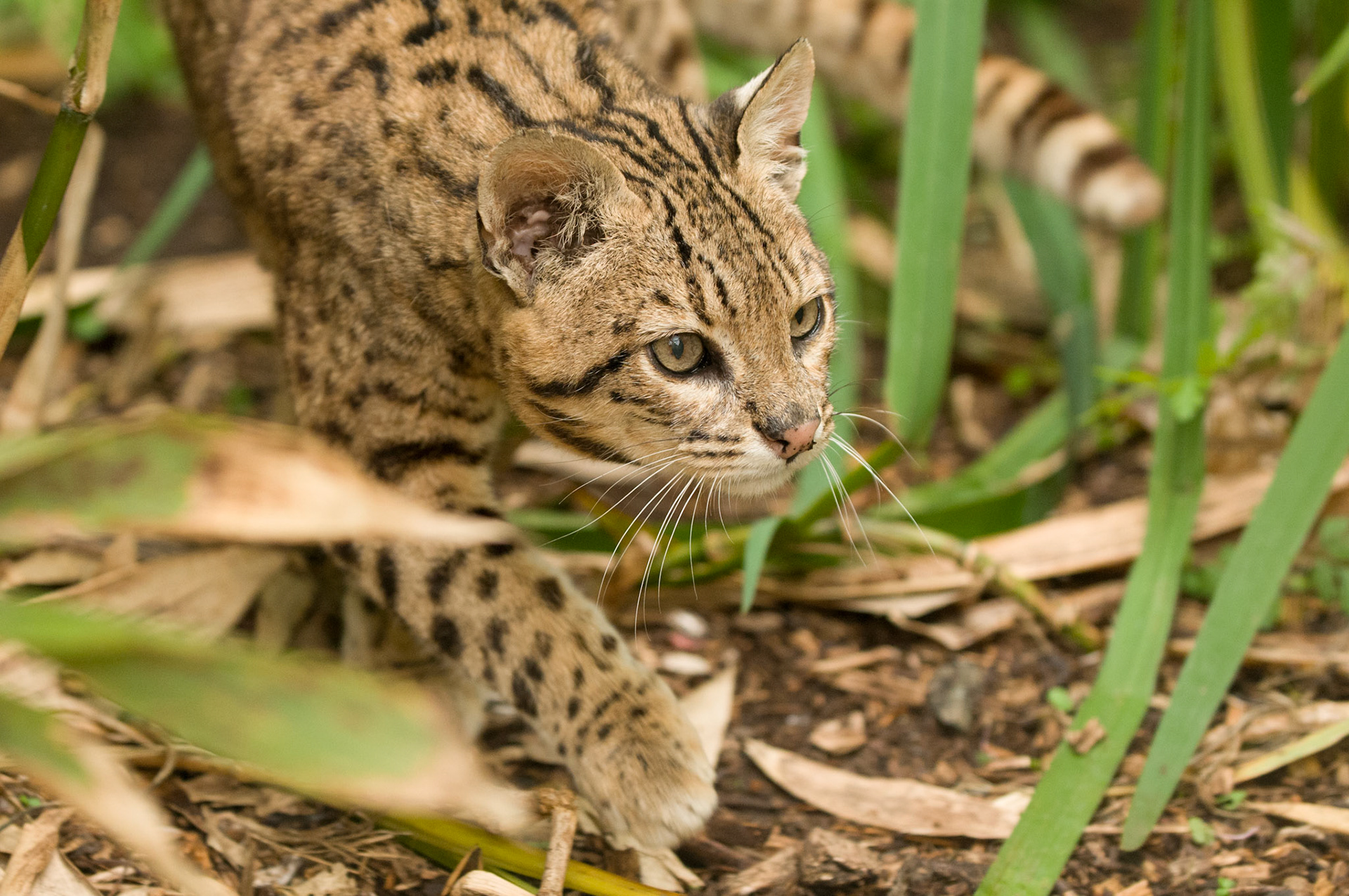 Geoffroy's Cat at the Cat Survival Trust