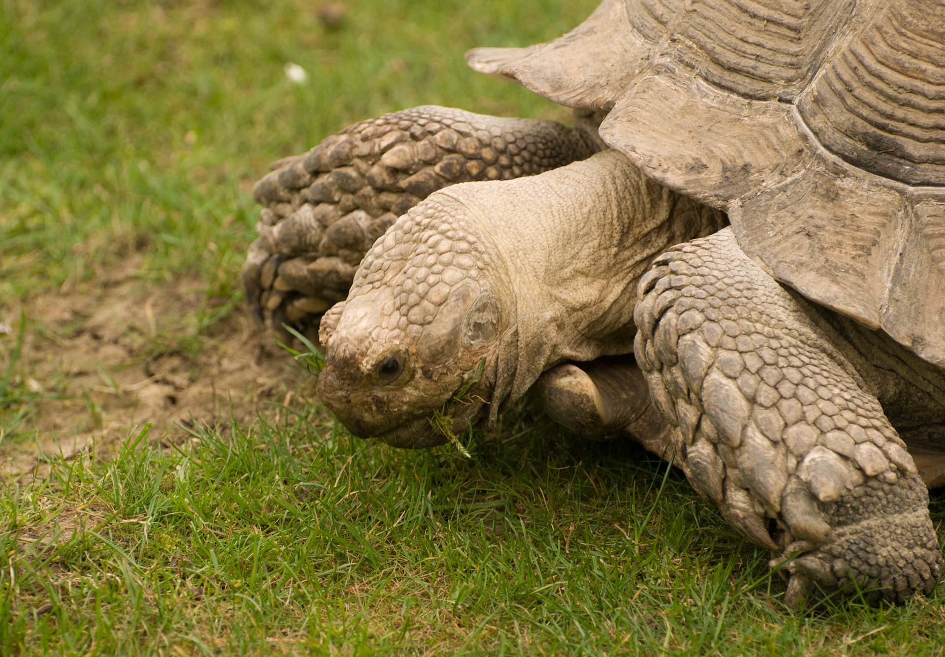 Tortoise at Hamerton Zoo