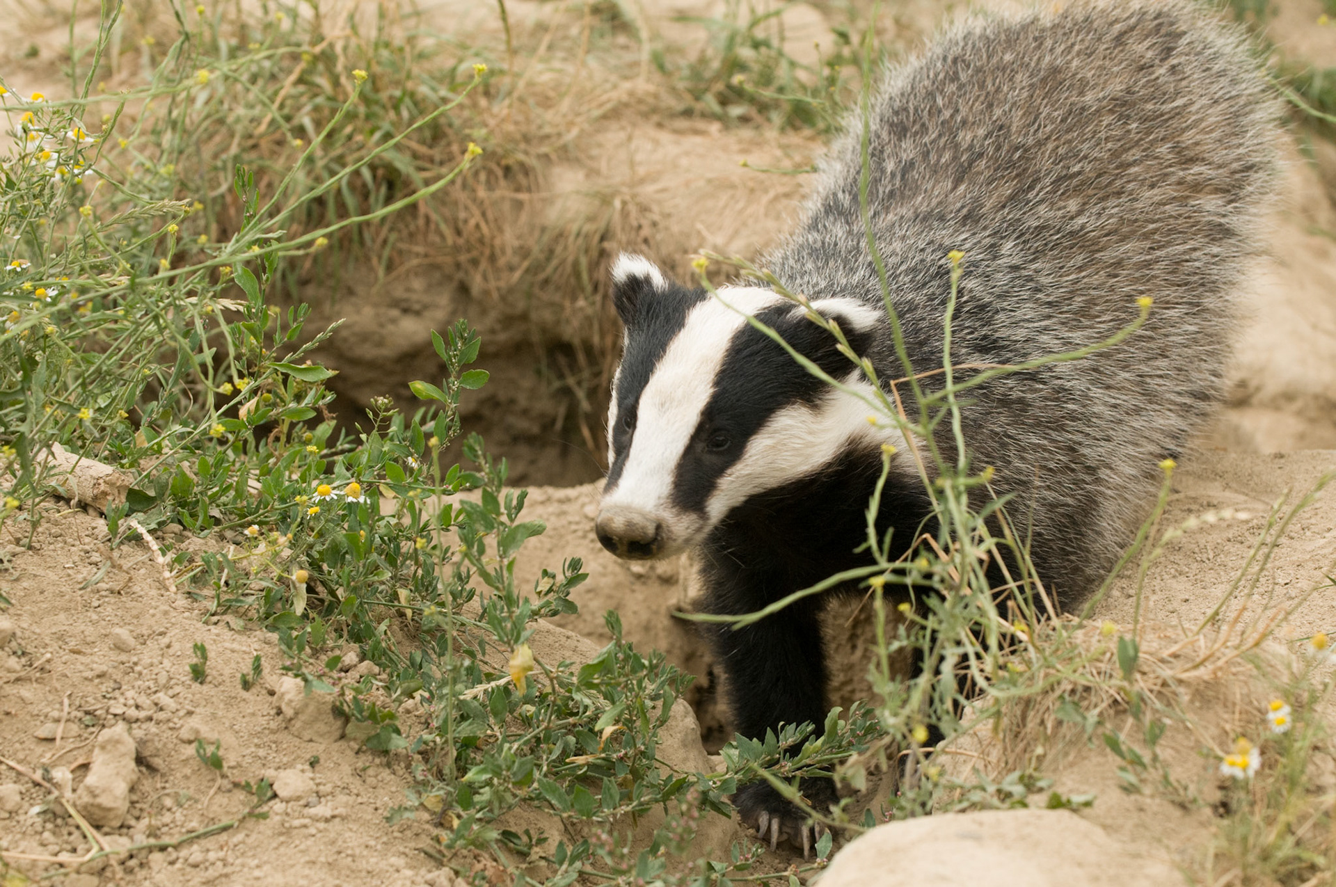 Young badger at the British Wildlife Centre