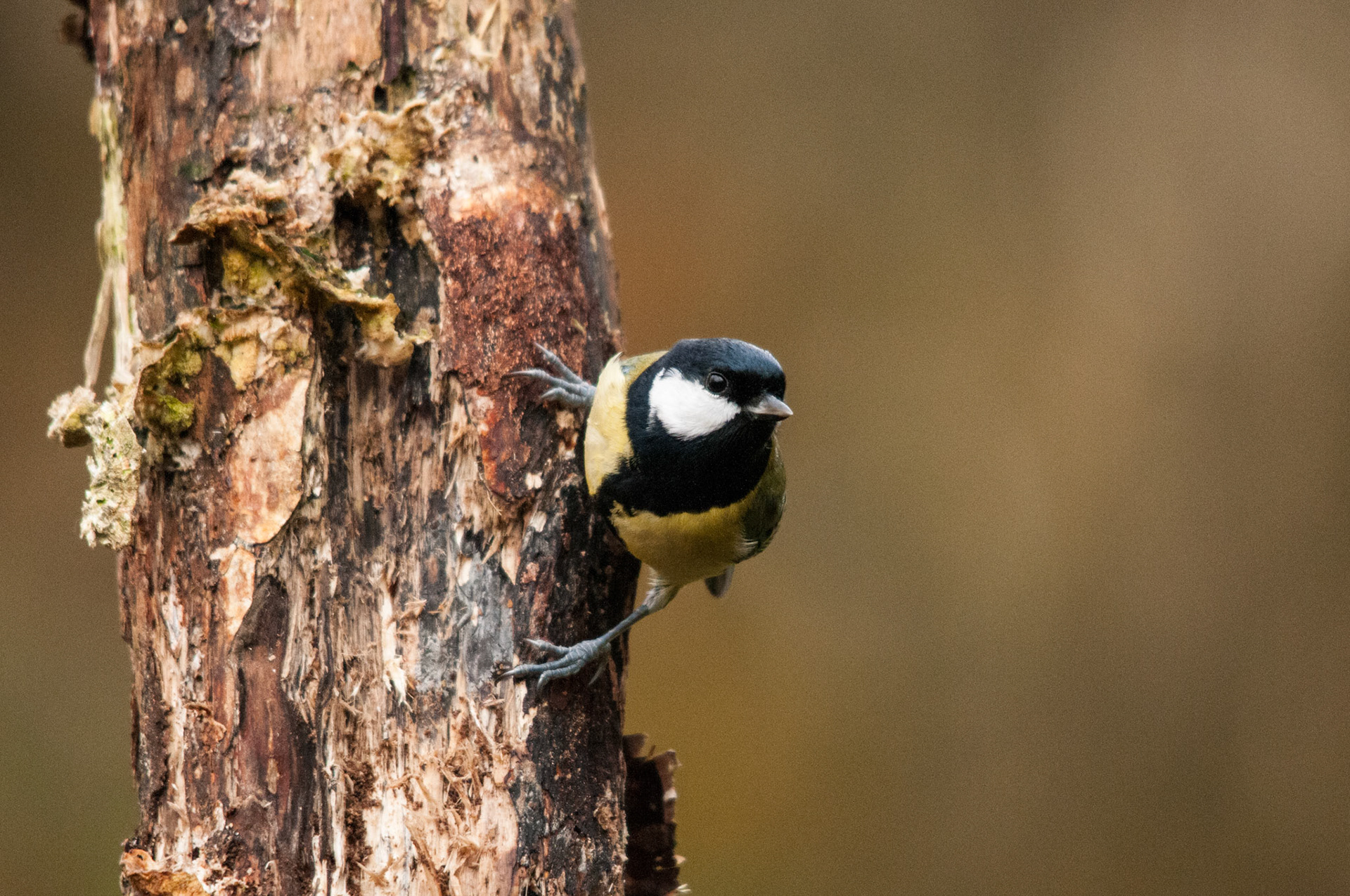Great tit taken at a privately hired hide in South West Scotland