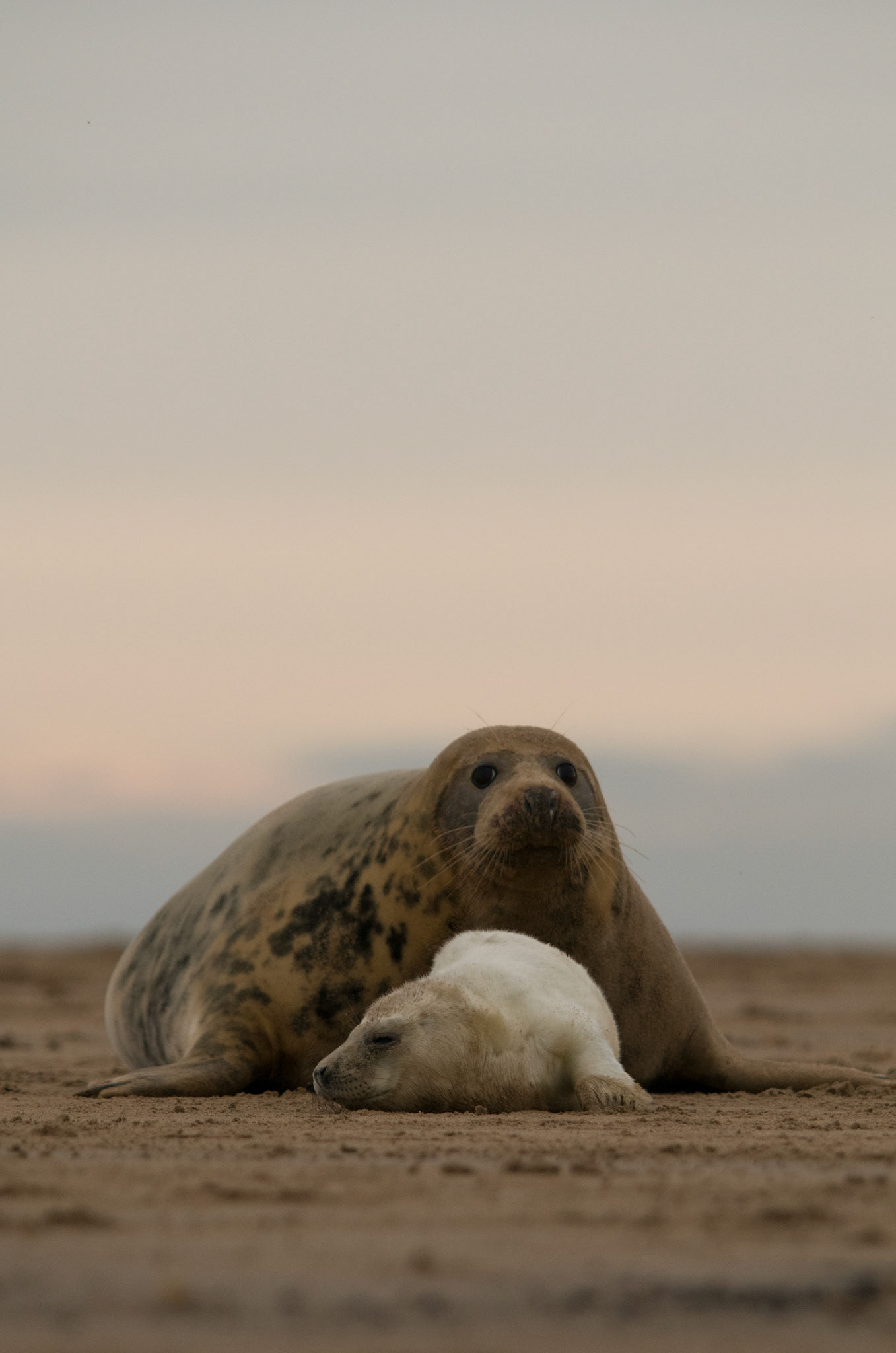 Grey Seal Mum and Pup at Donna Nook