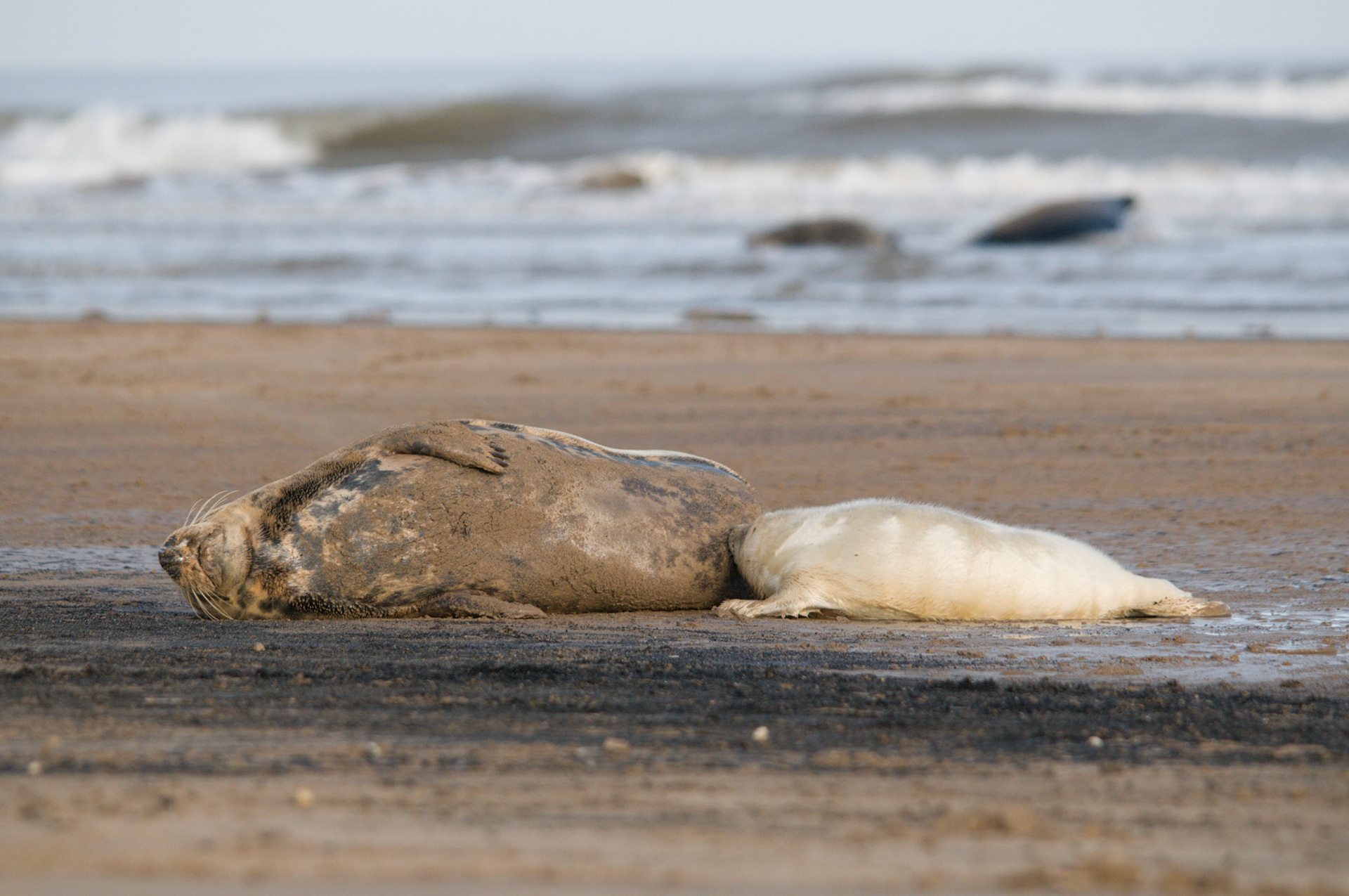 Grey Seal Mum and Pup at Donna Nook