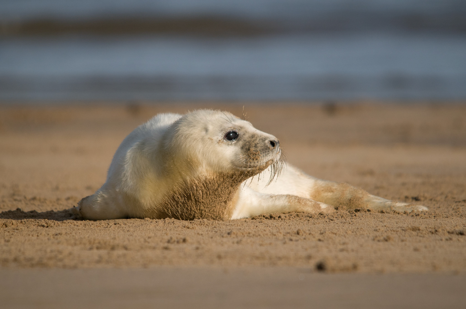 Grey Seal Pup at Donna Nook