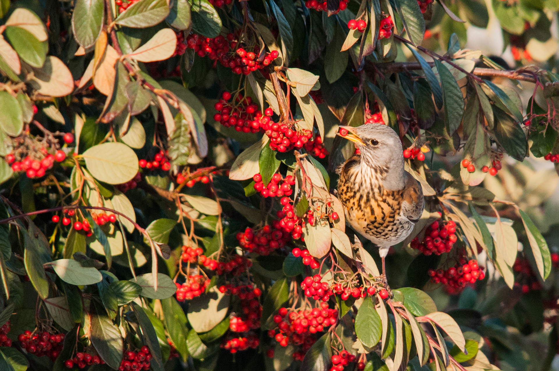 Fieldfare in Ramsey Forty Foot