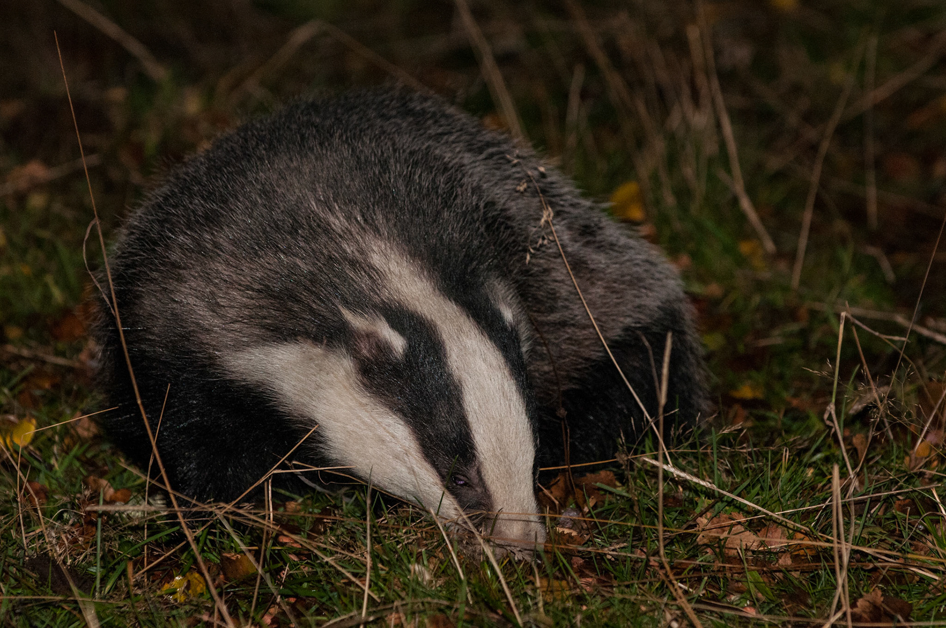 Badger at Speyside Wildlife Hide