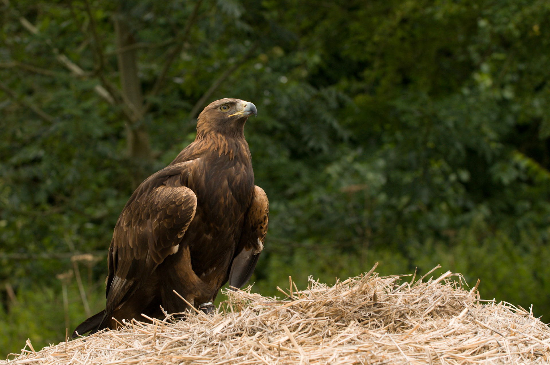 Golden Eagle with falconer in Whissendine