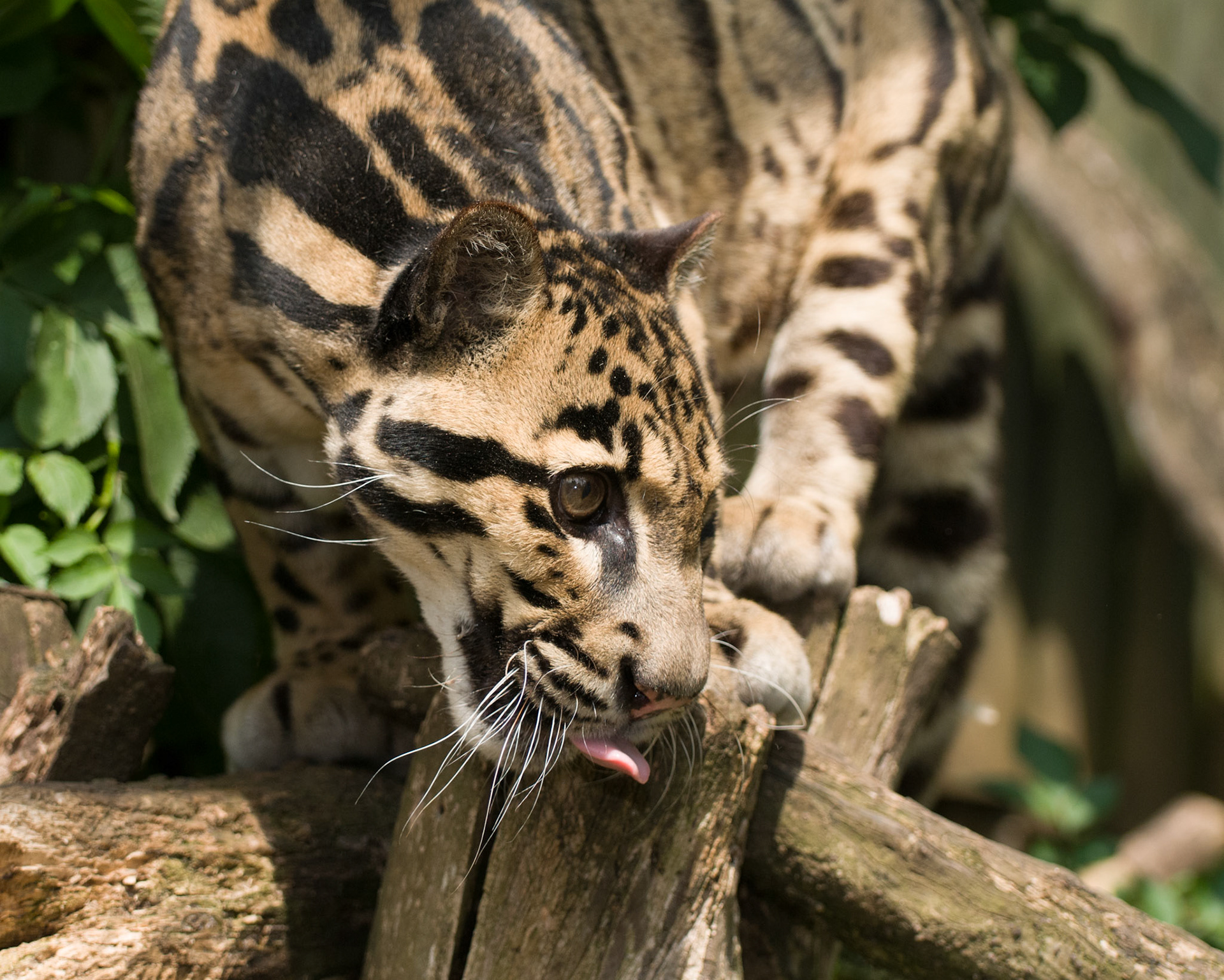 Clouded Leopard at Santago Rare Leopard Project