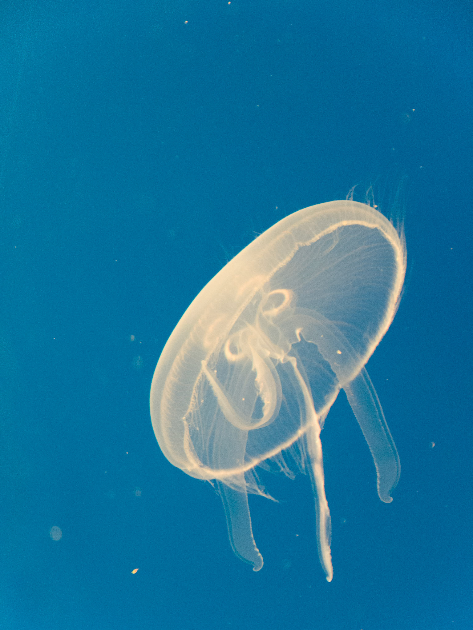 Jellyfish at Seaworld Orlando