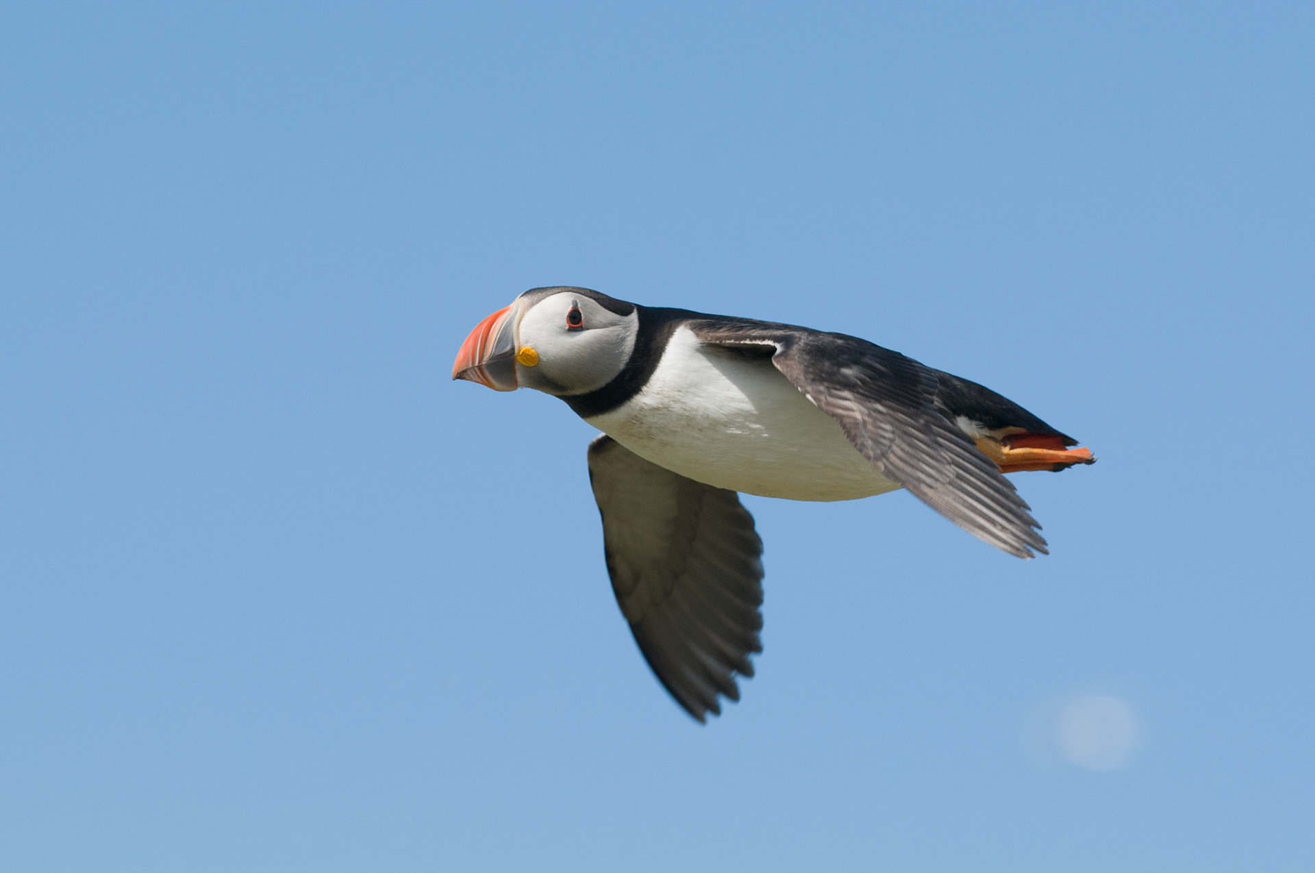 Puffin on Inner Farne