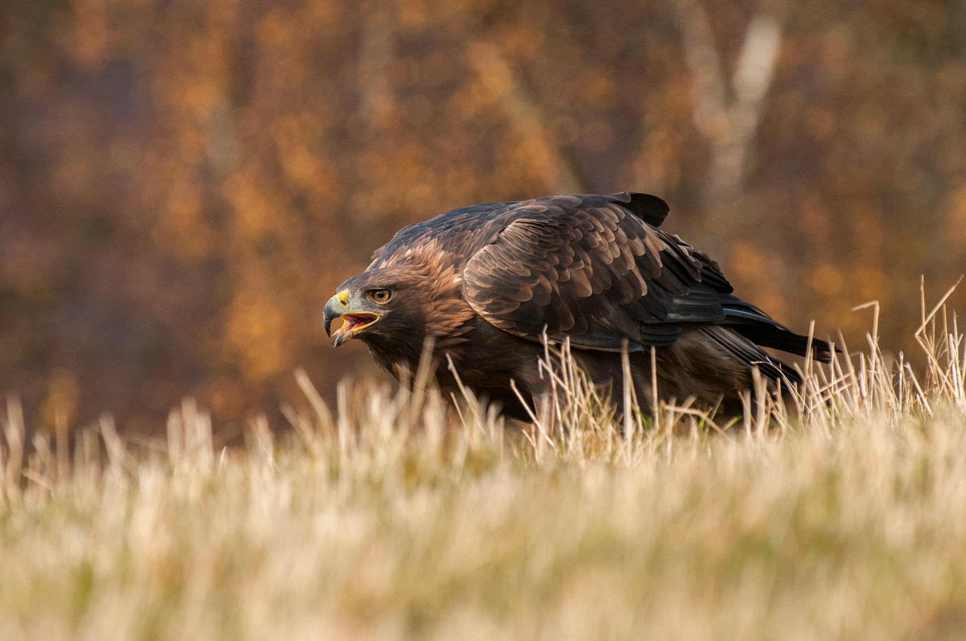 Golden Eagle