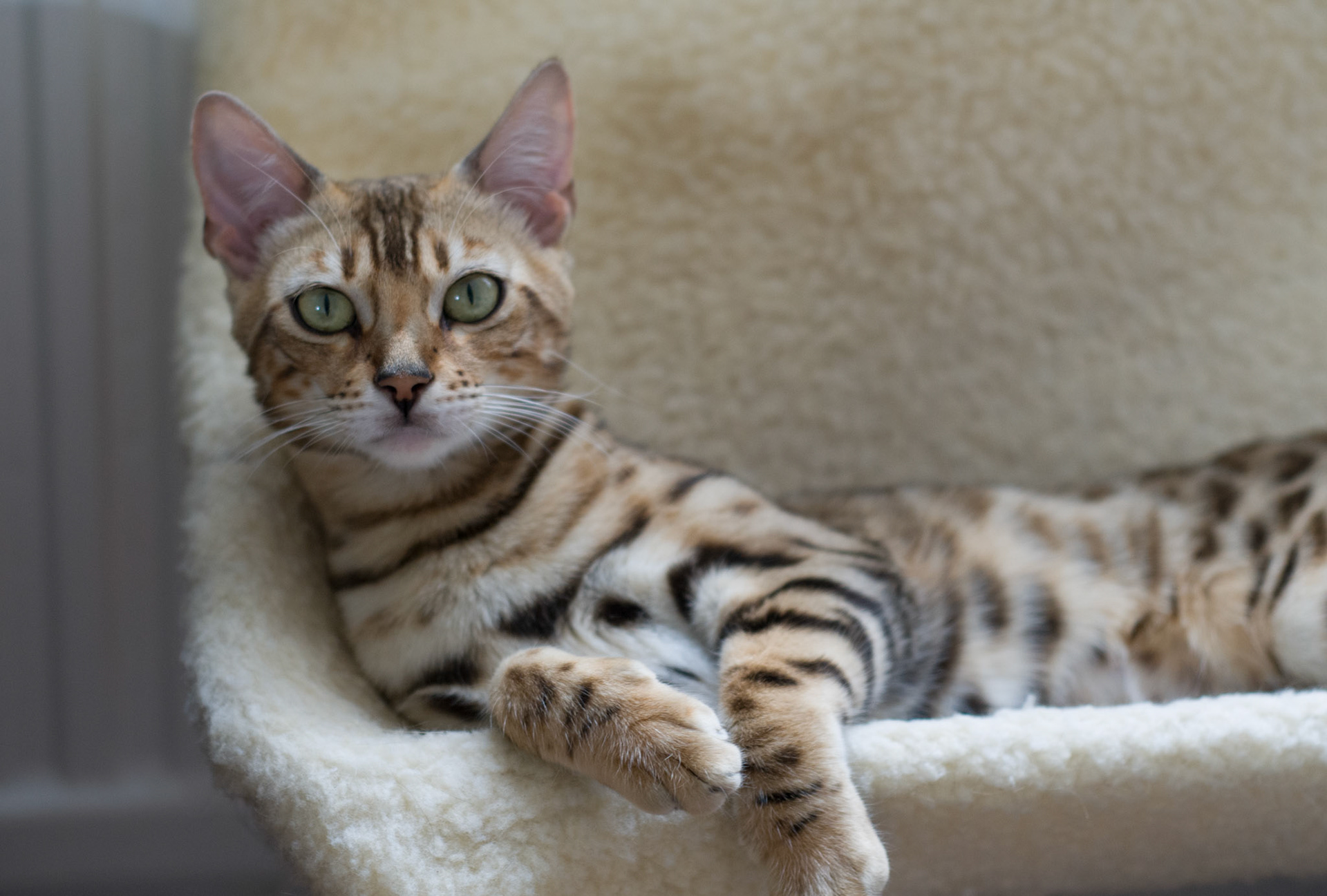 Bengal Cat at Eriador Cats