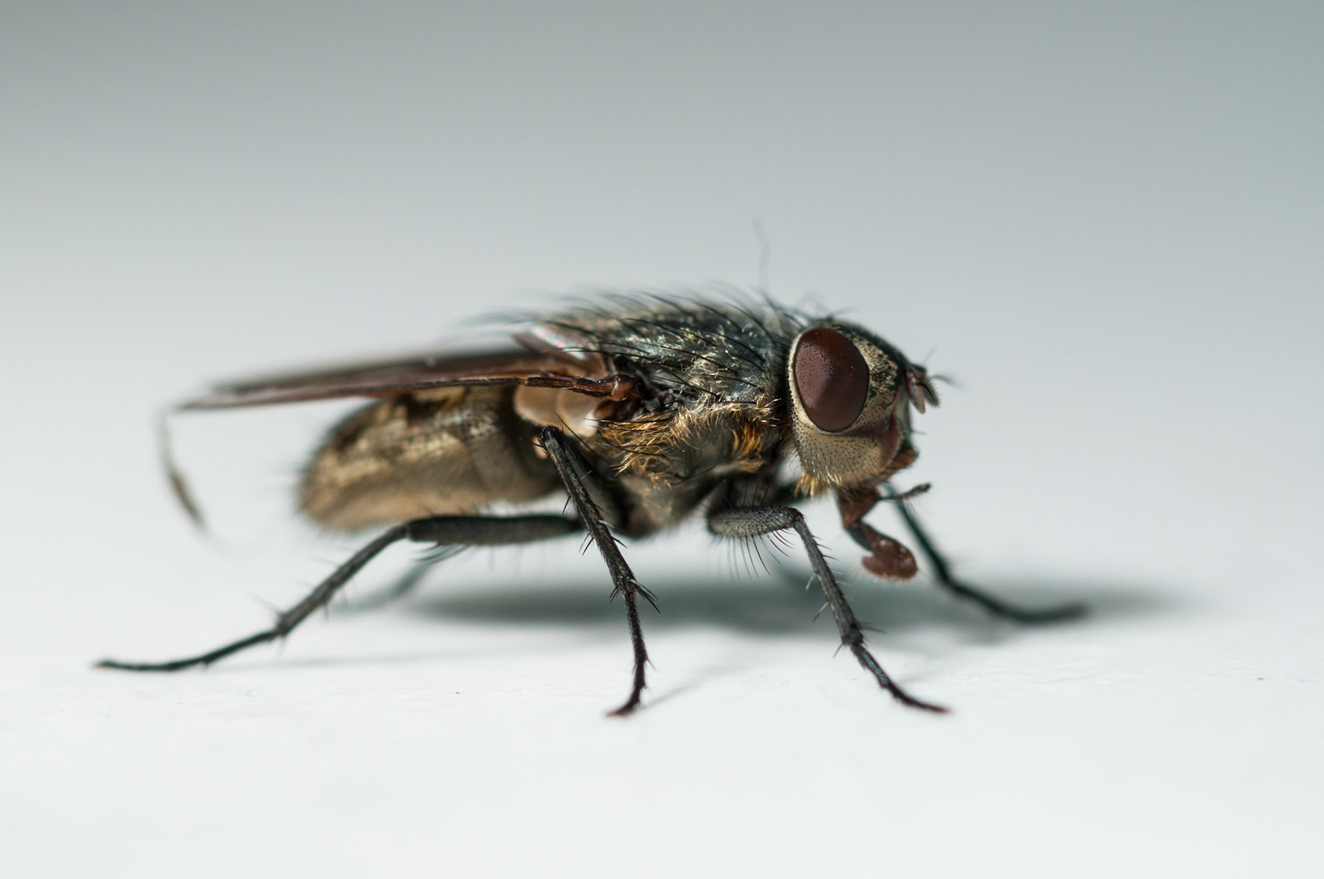 House fly on bathroom tiles