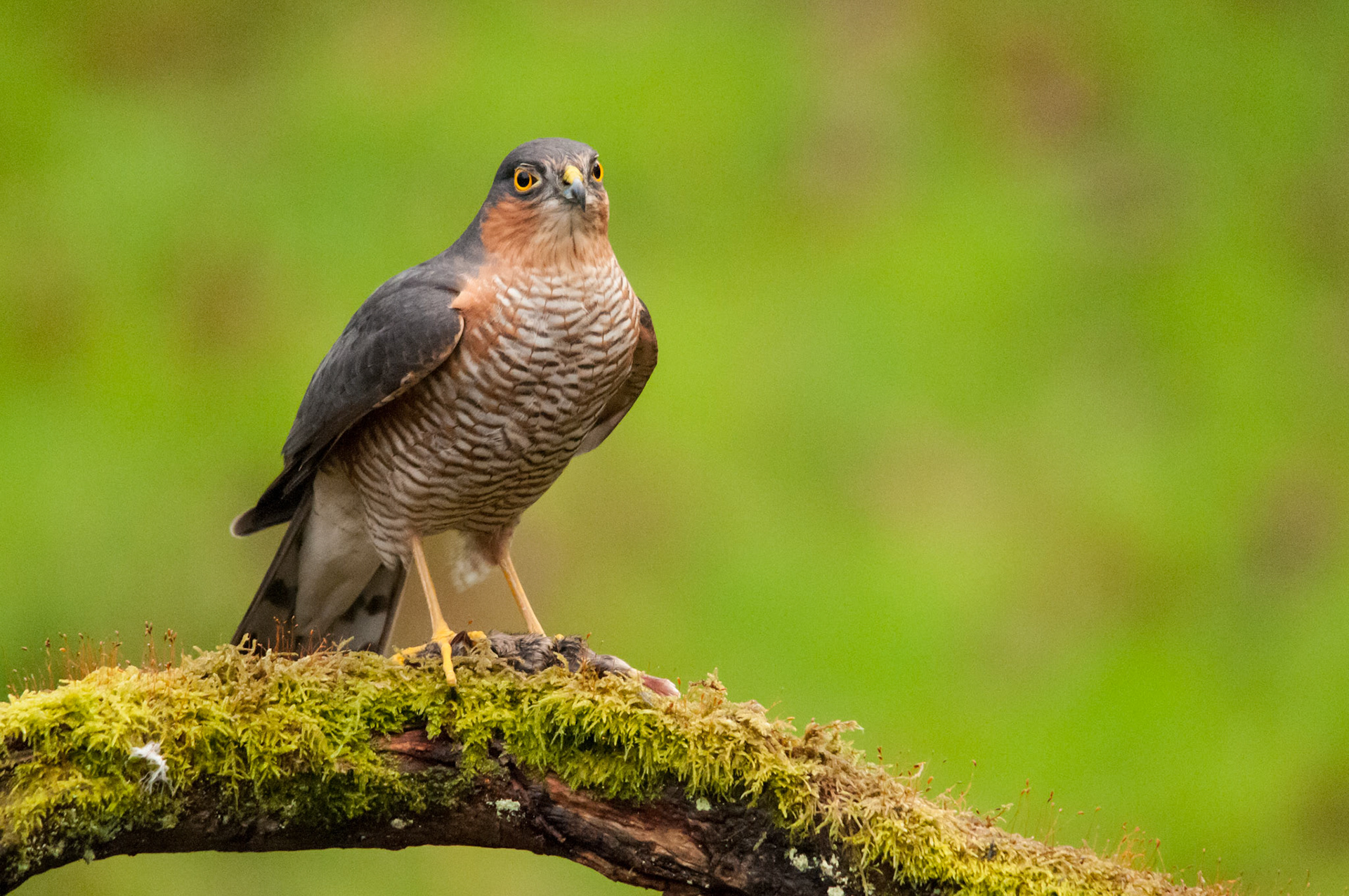 Sparrowhawk taken at a privately hired hide in South West Scotland