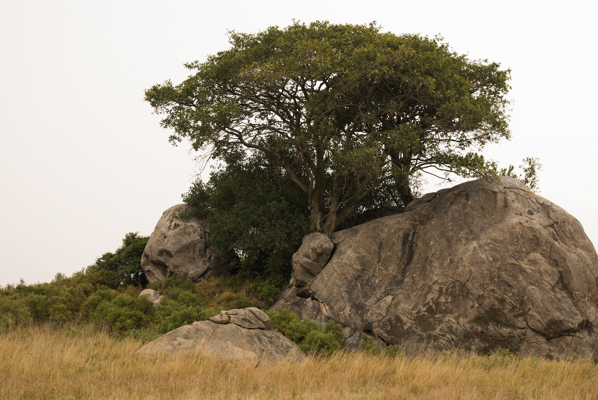 A view in the Serengeti