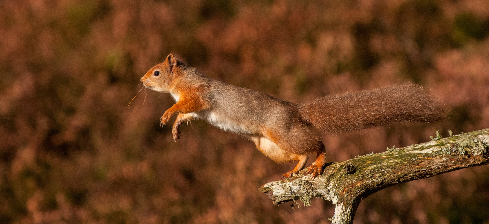 Red Squirrel