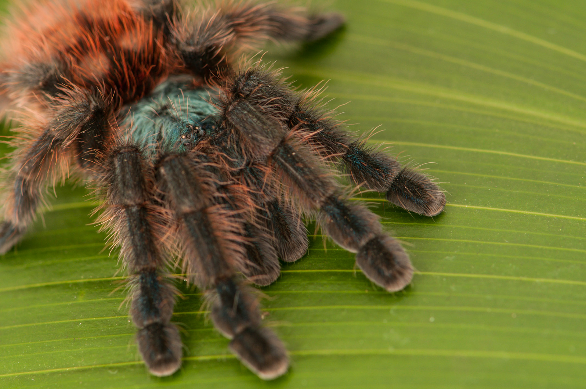 Martinique Pink Toe Tarantula