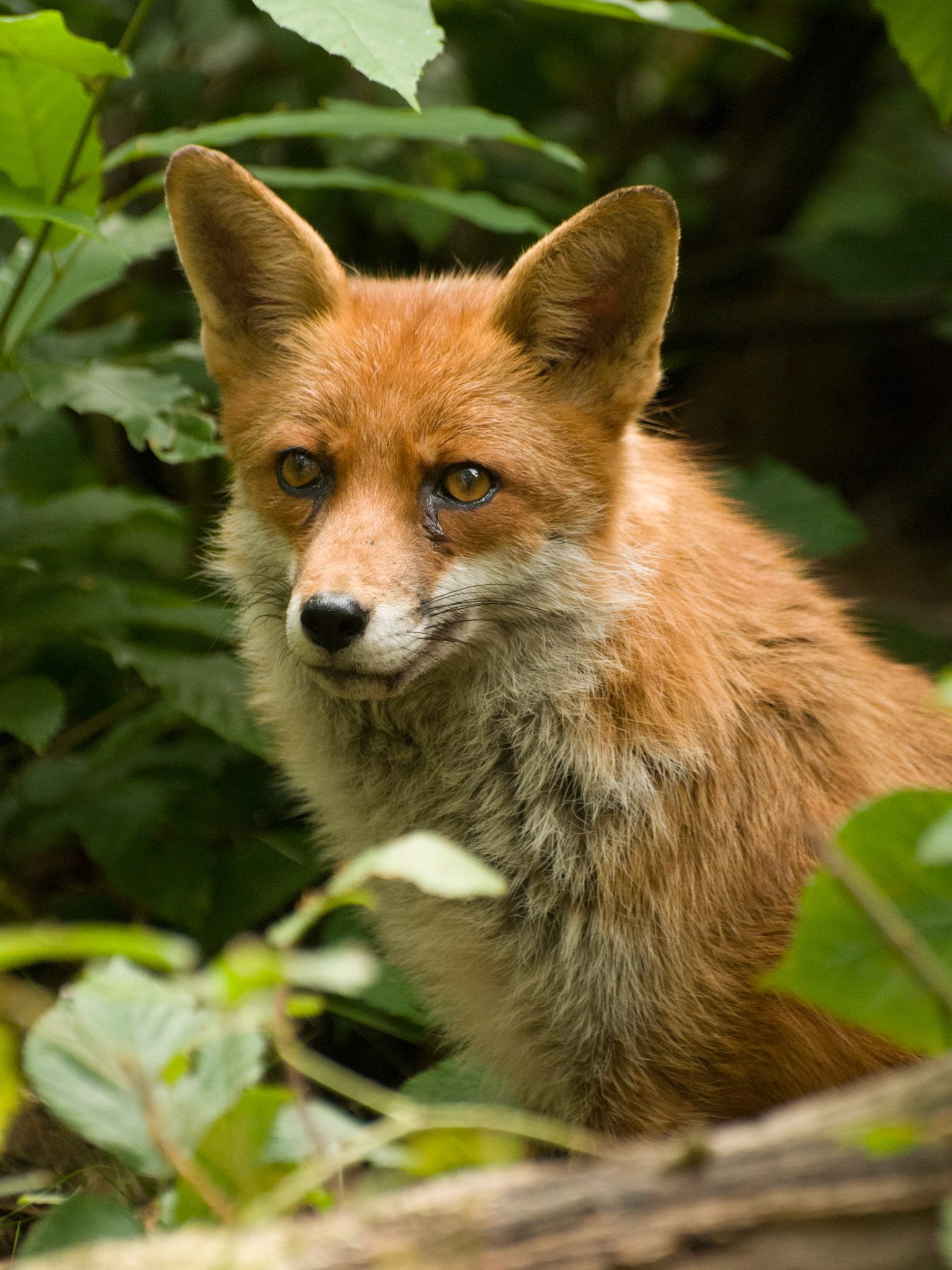 Red Fox at Wildwood Wildlife Park