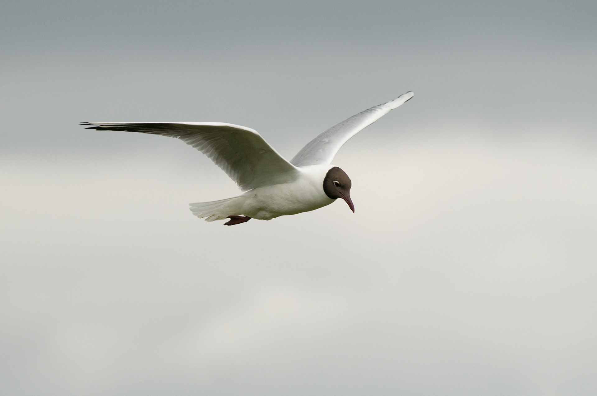 Black Headed Gull on Staple Island