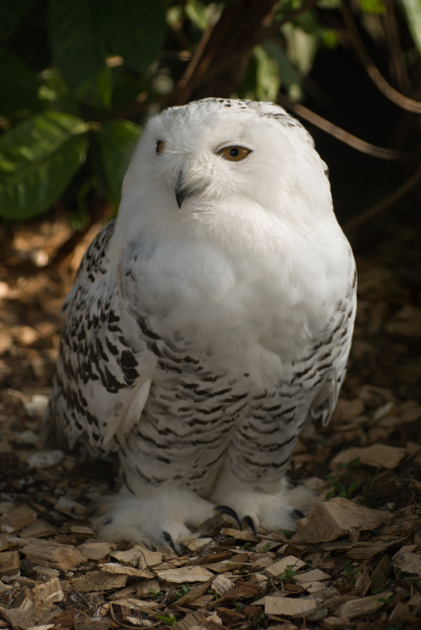 Snowy Owl at Hamerton Zoo