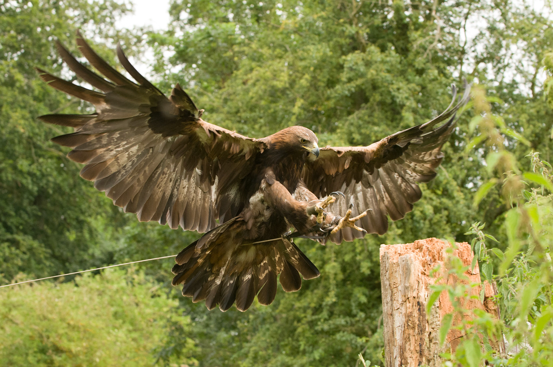 Golden Eagle with falconer in Whissendine