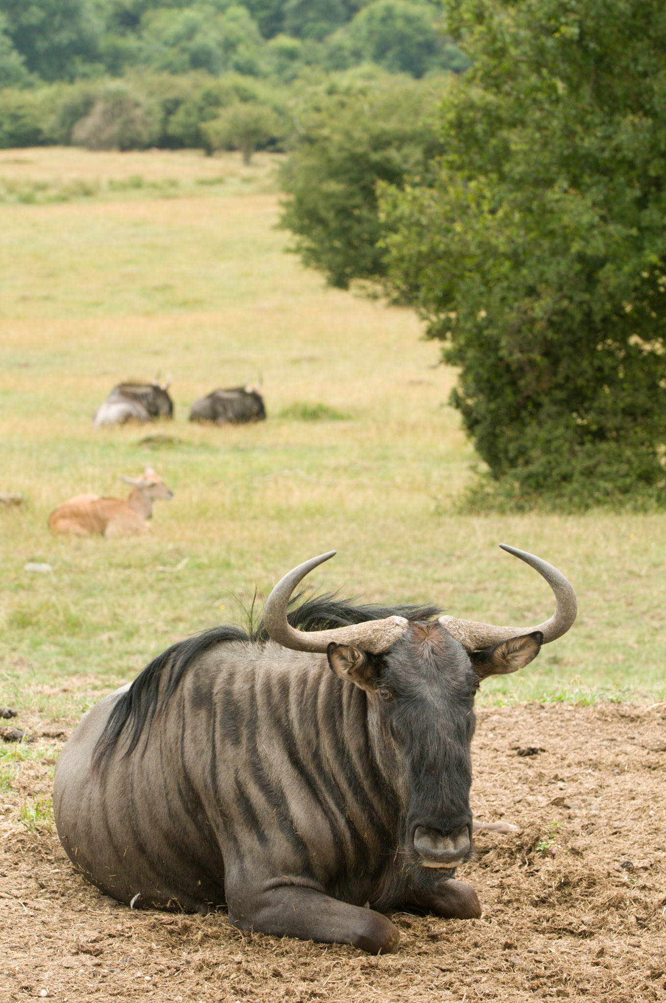 Wildebeest at Port Lympne Wild Animal Park
