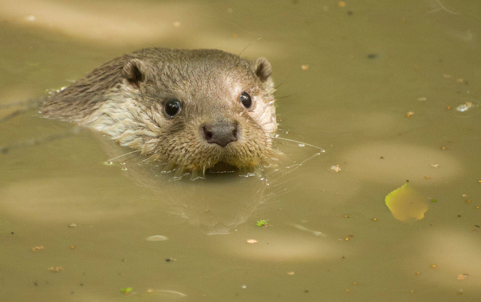 Otter at Wildwood Wildlife Park