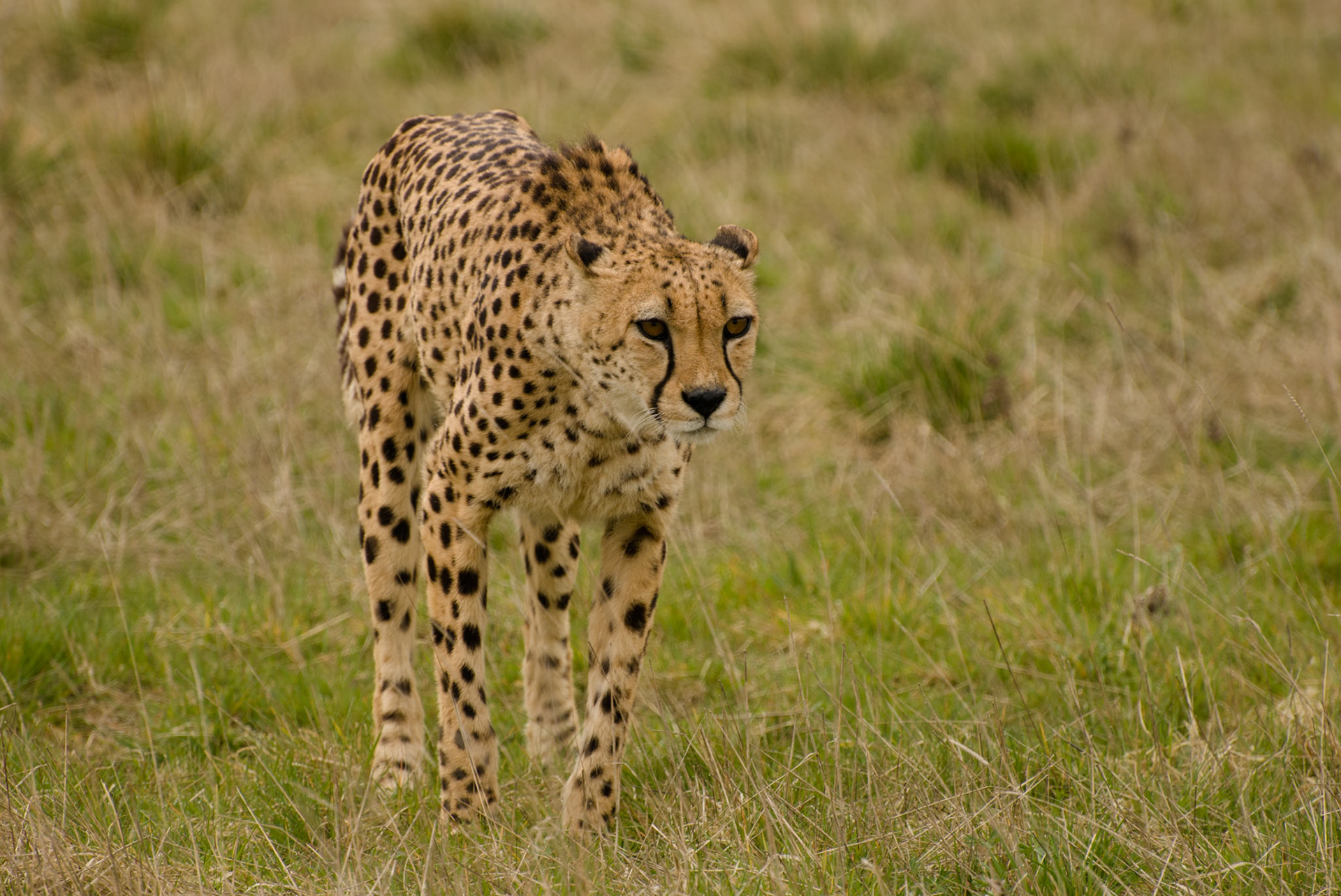 Cheetah at Hamerton Zoo