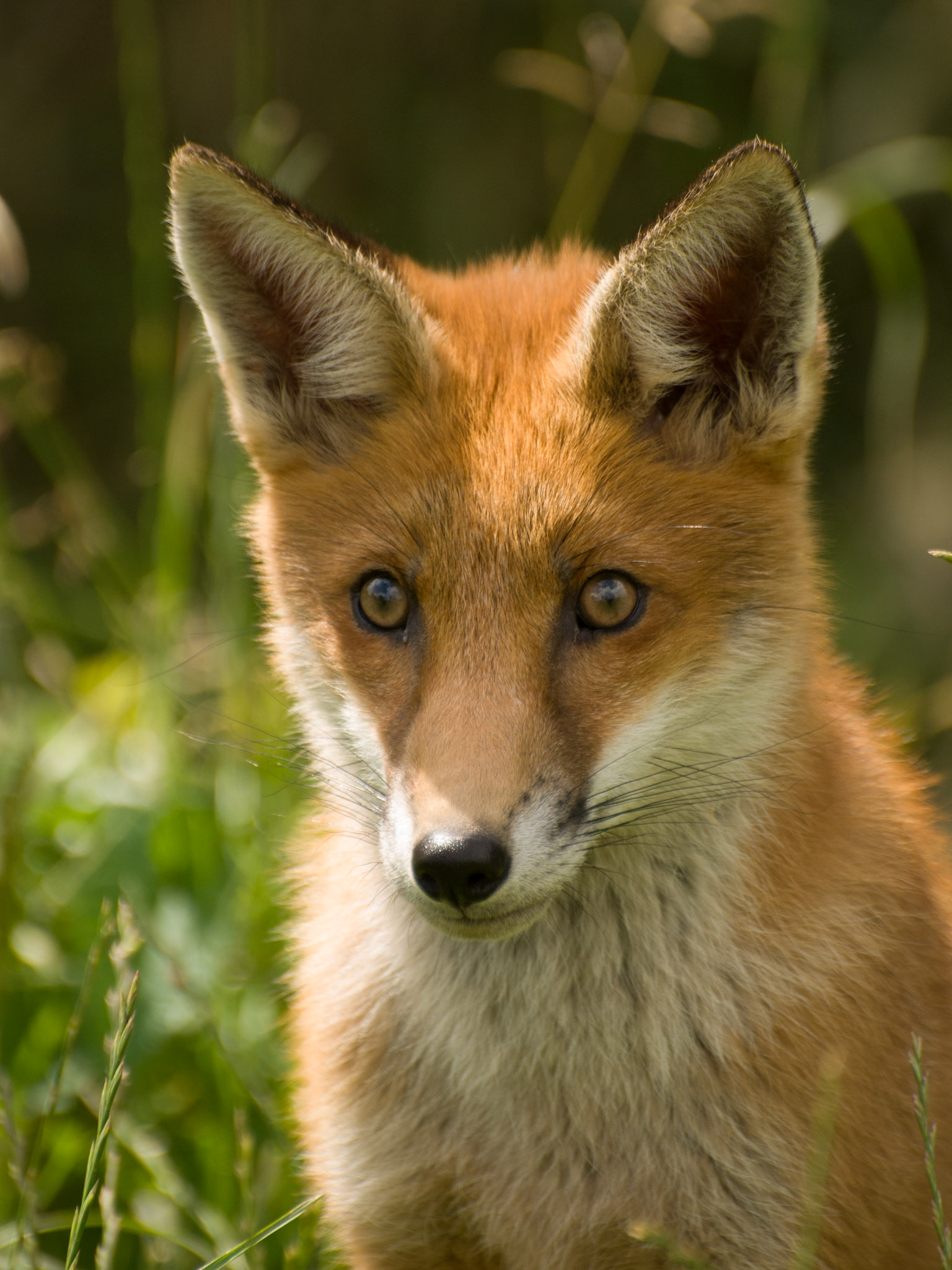 Red Fox at the British Wildlife Centre