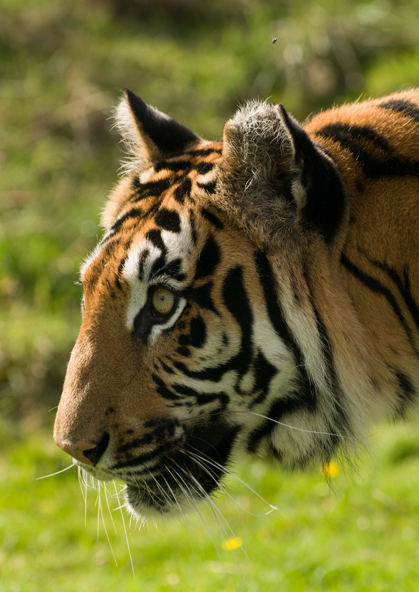 Tiger at Wildlife Heritage Foundation