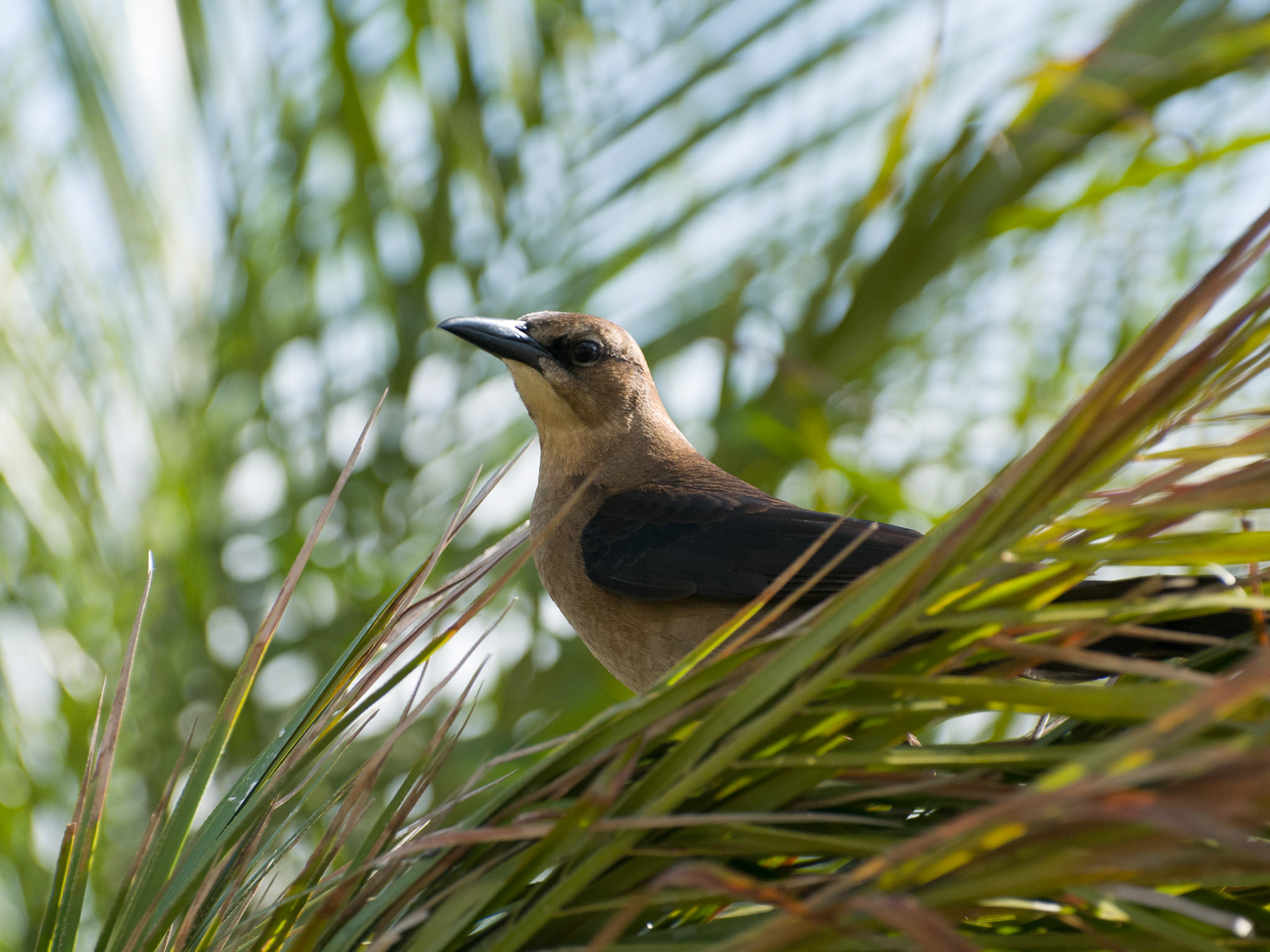 Boat Tailed Grackle at Kissimmee Port