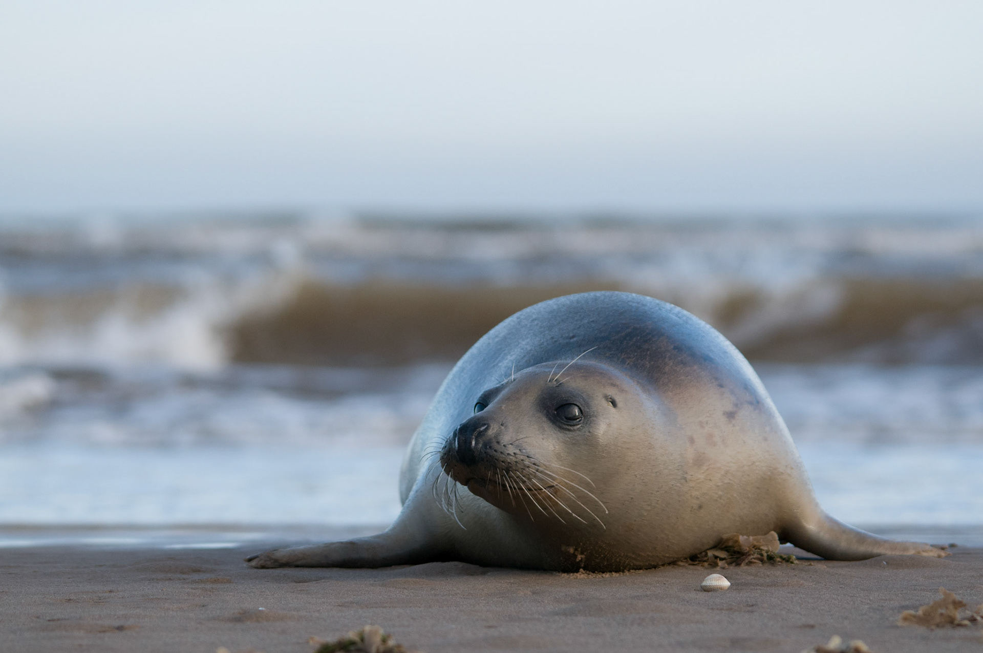 Grey Seal at Donna Nook