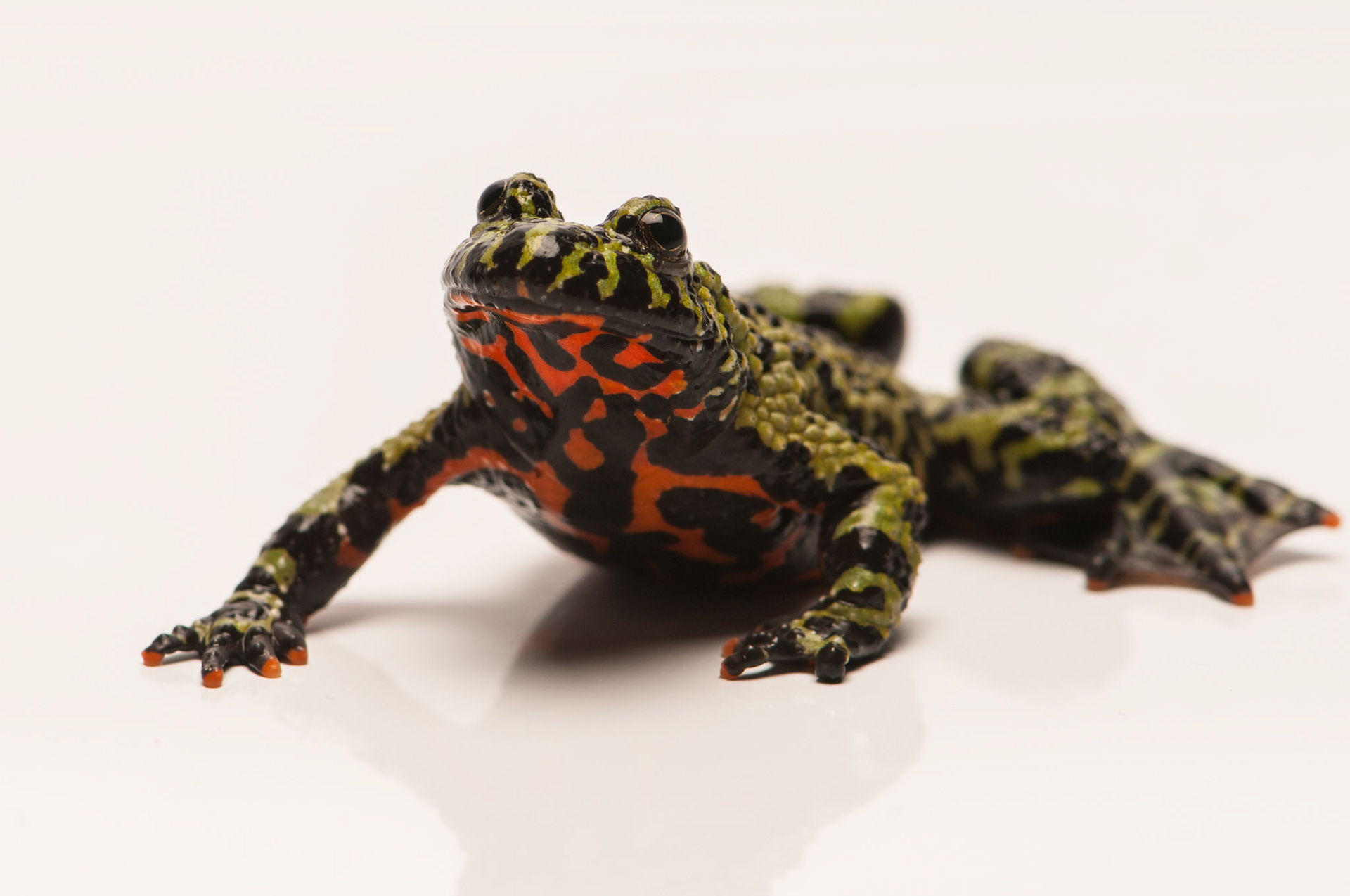Fire Bellied Toad