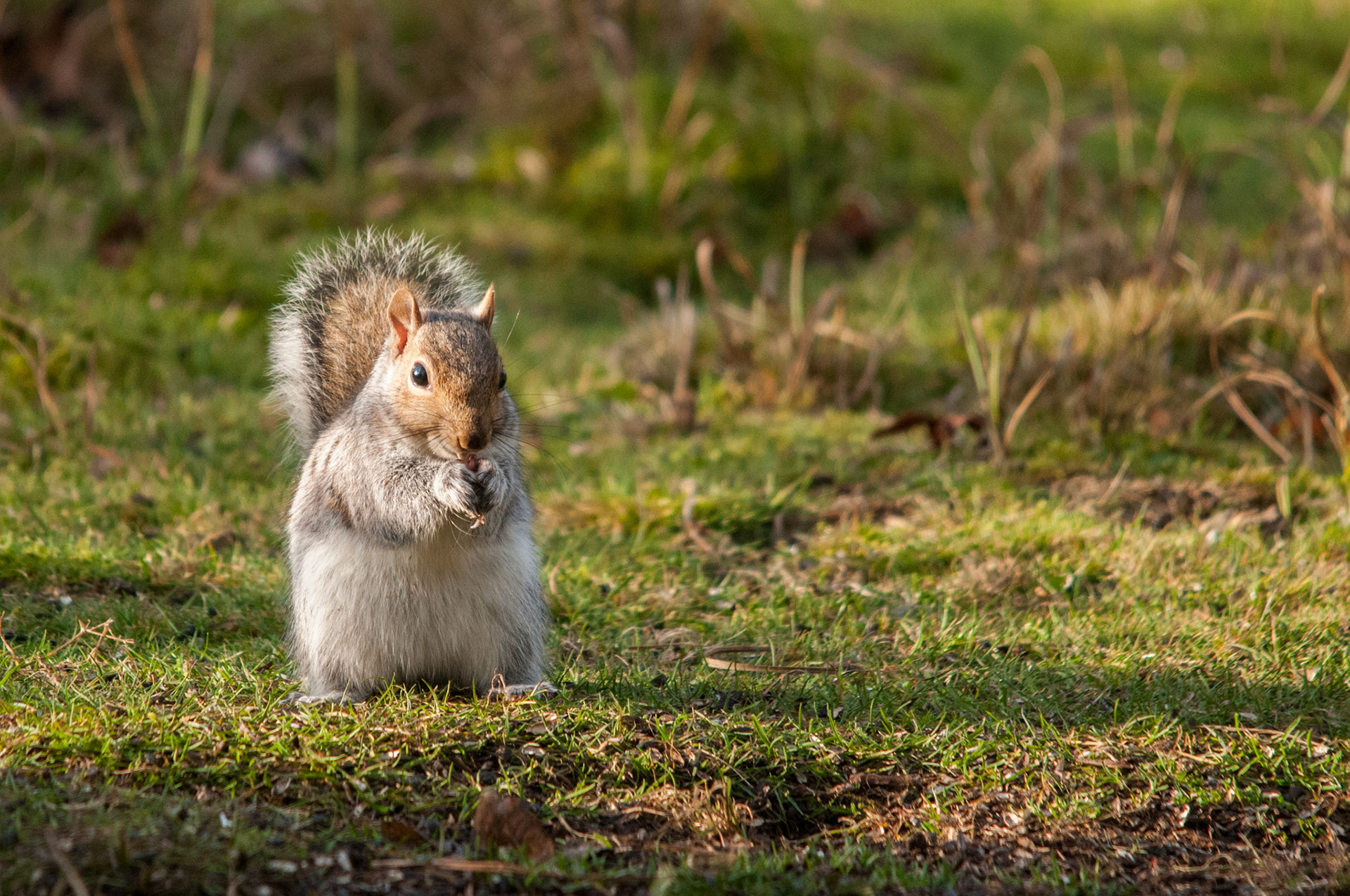 Grey Squirrel at Sandy RSPB Reserve