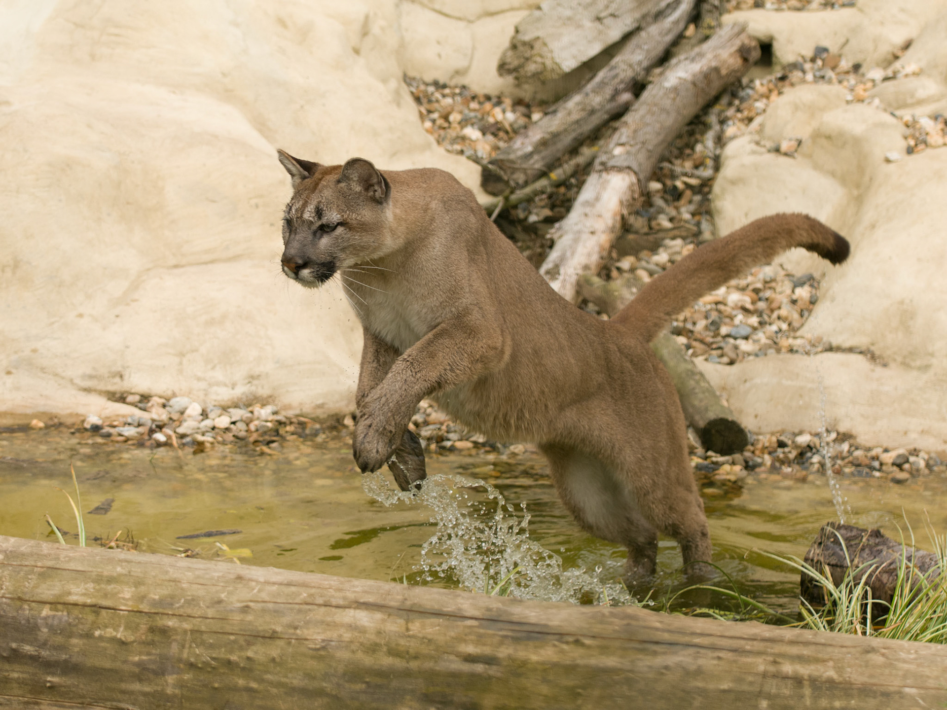 Puma at Wildlife Heritage Foundation
