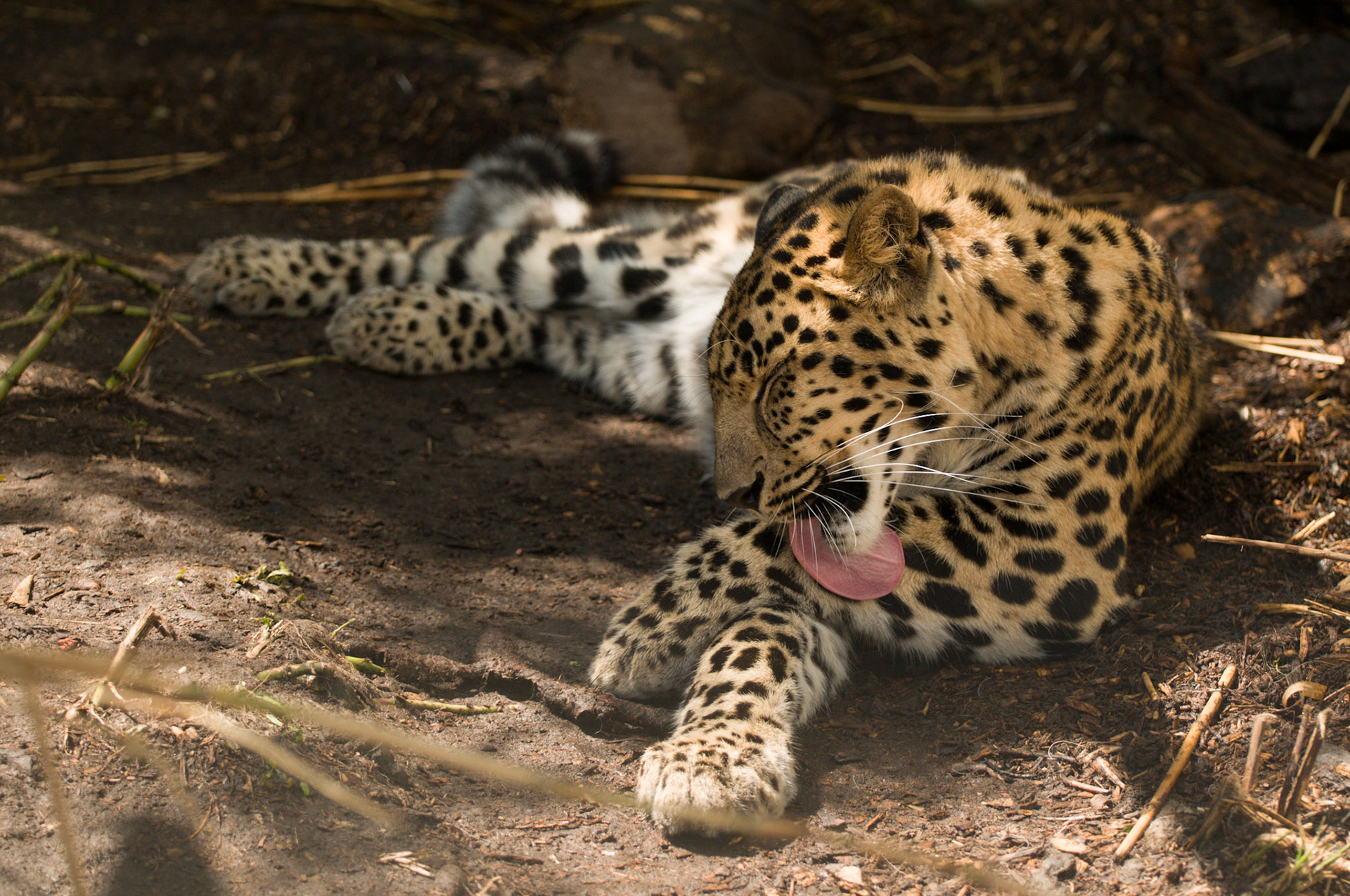 Amur Leopard at the Cat Survival Trust