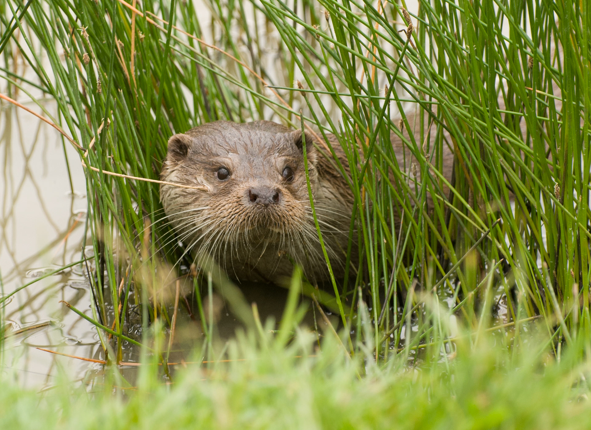 Otter at the British Wildlife Centre