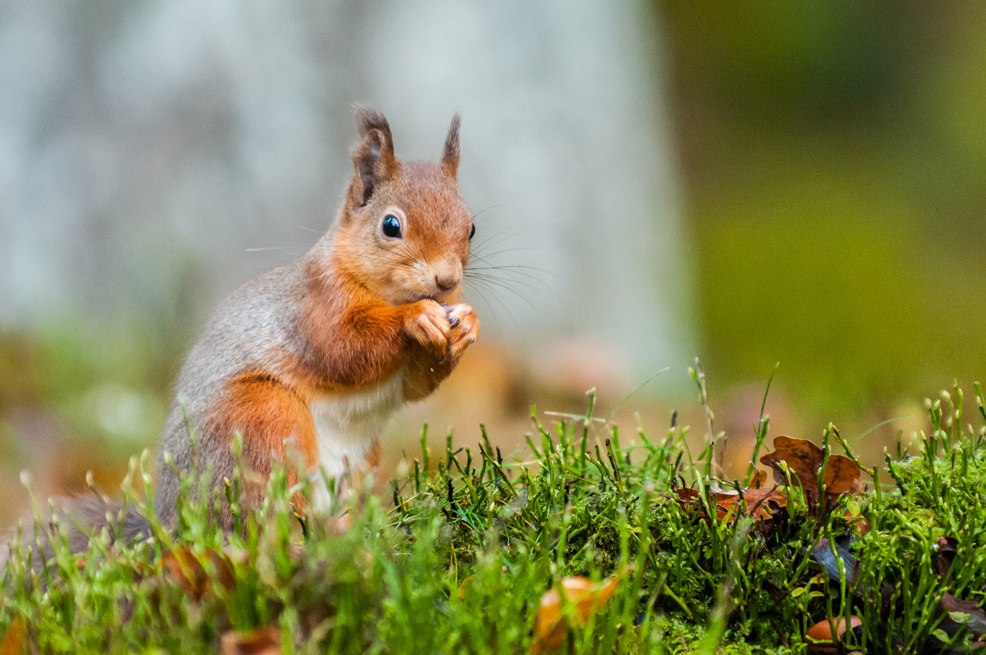 Red Squirrel