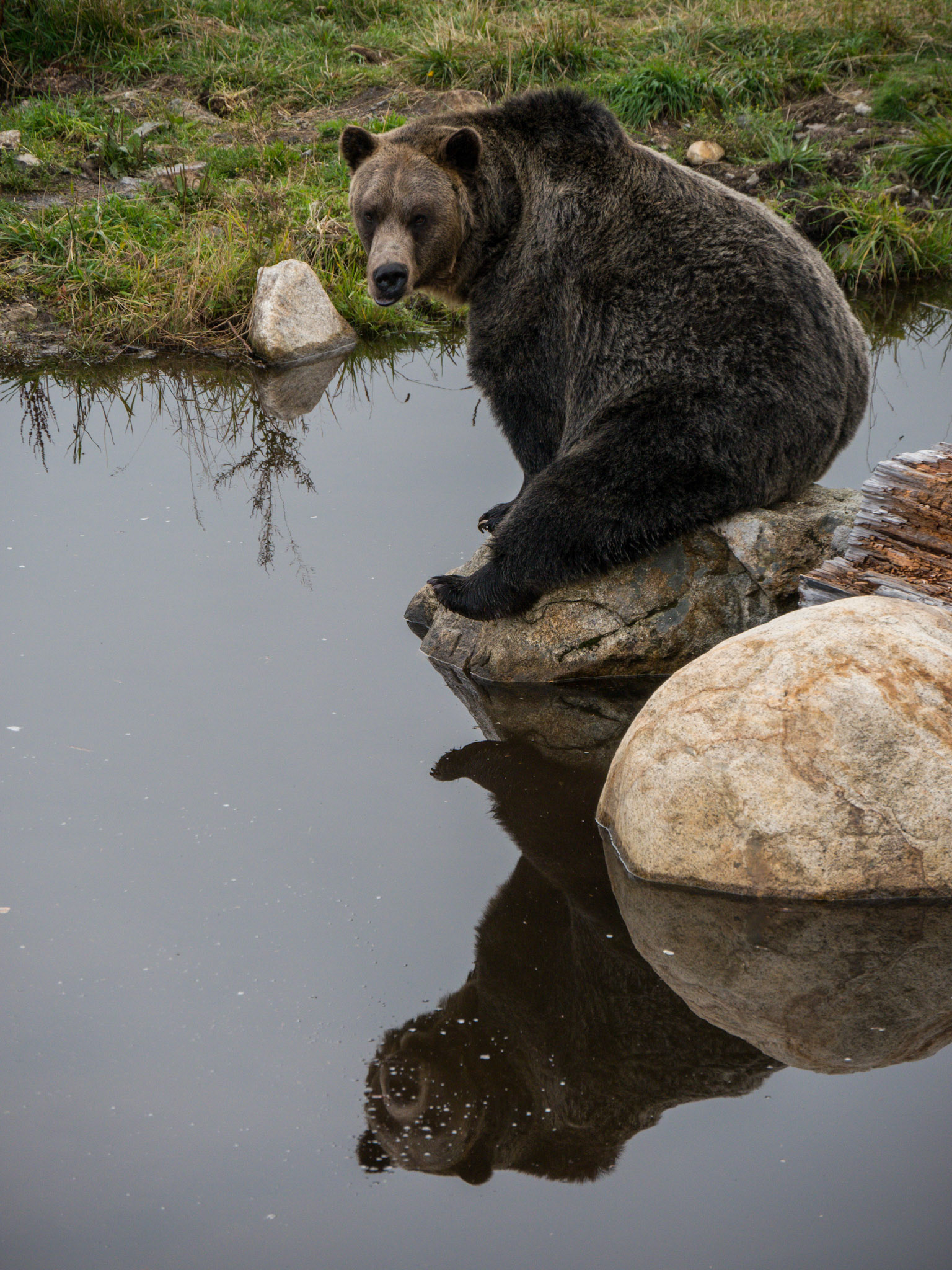 One of two bears orphaned as cubs and raised at Grouse Mountain