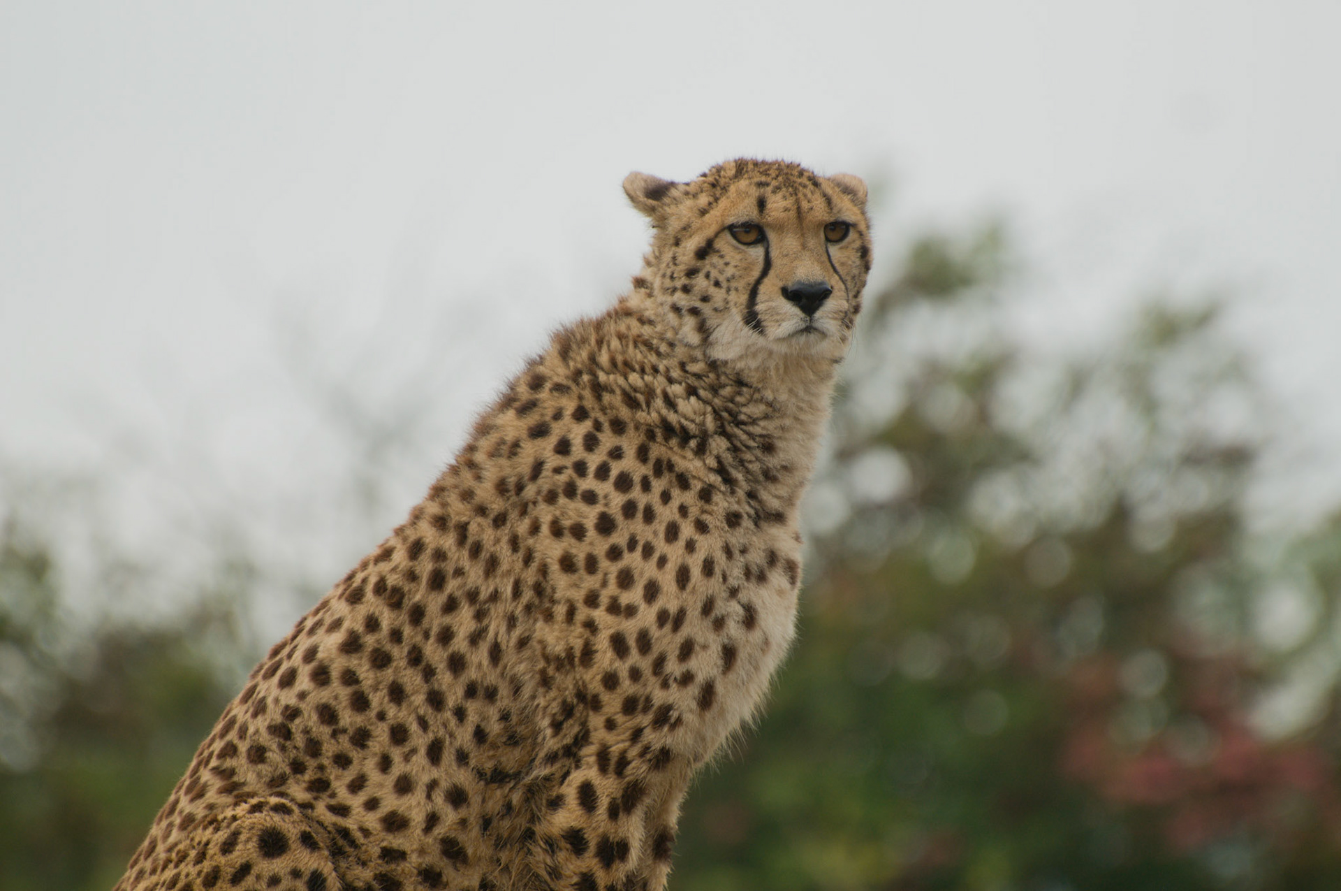 Cheetah at WHipsnade Zoo