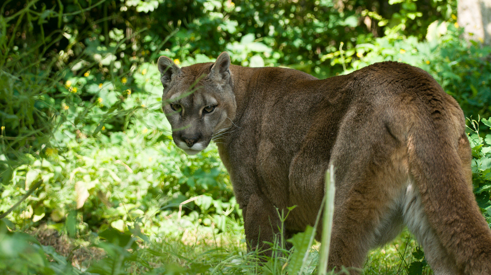 Puma at Santago Rare Leopard Project