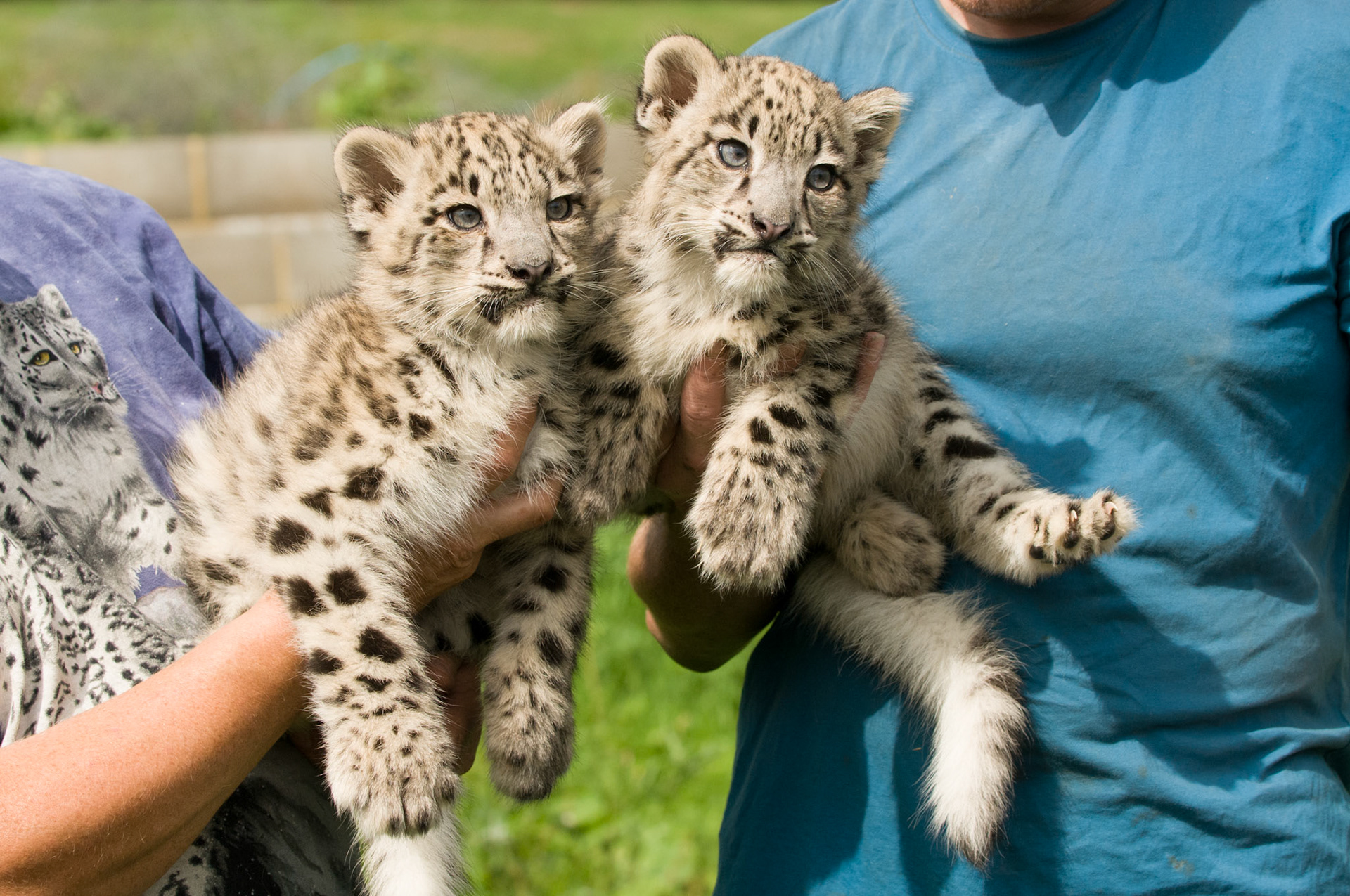 Snow Leopard Cubs at the Cat Survival Trust
