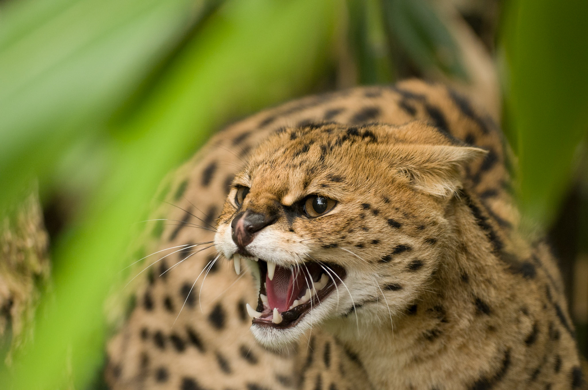 Serval at the Cat Survival Trust