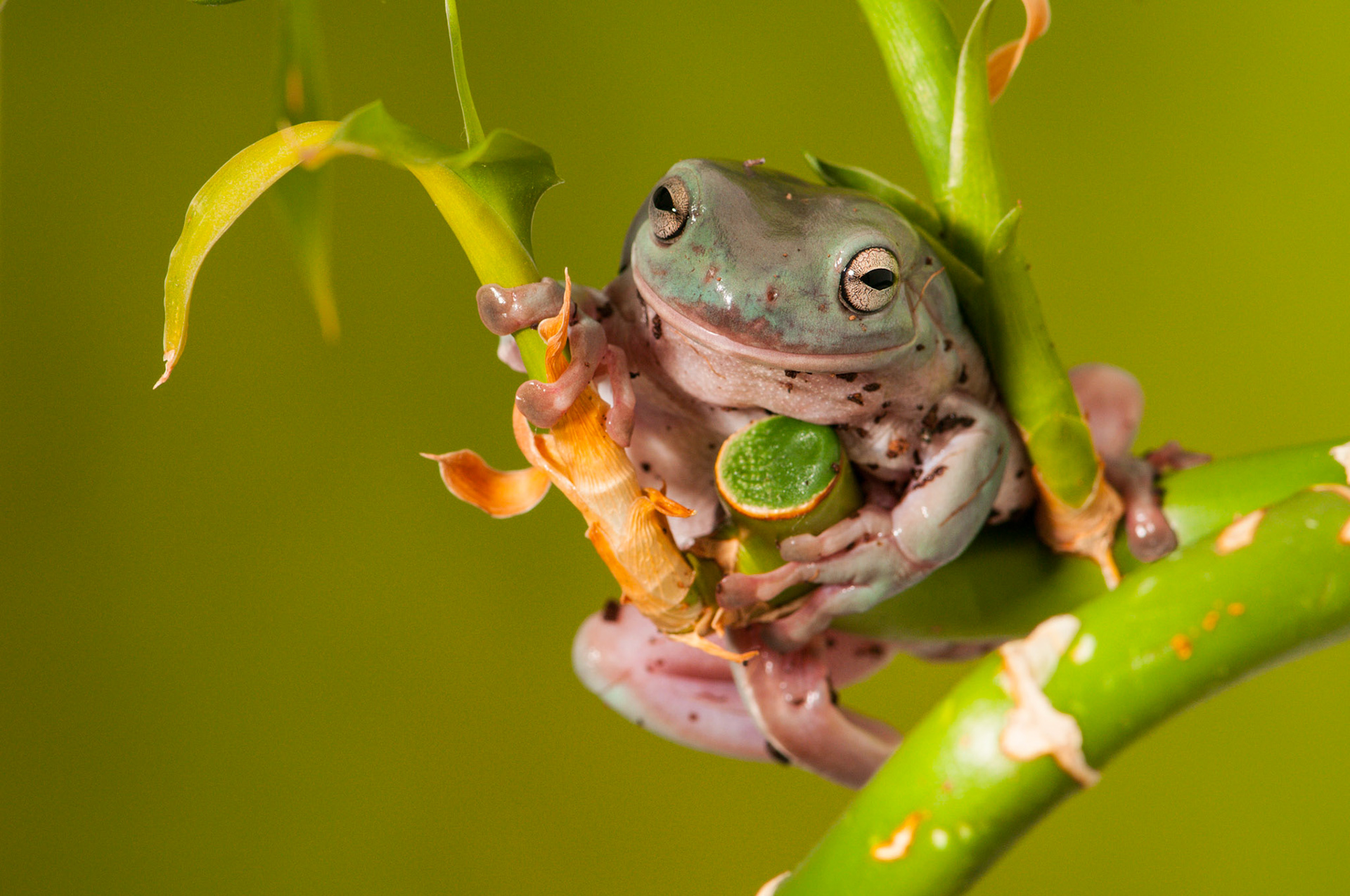 White's Tree Frog