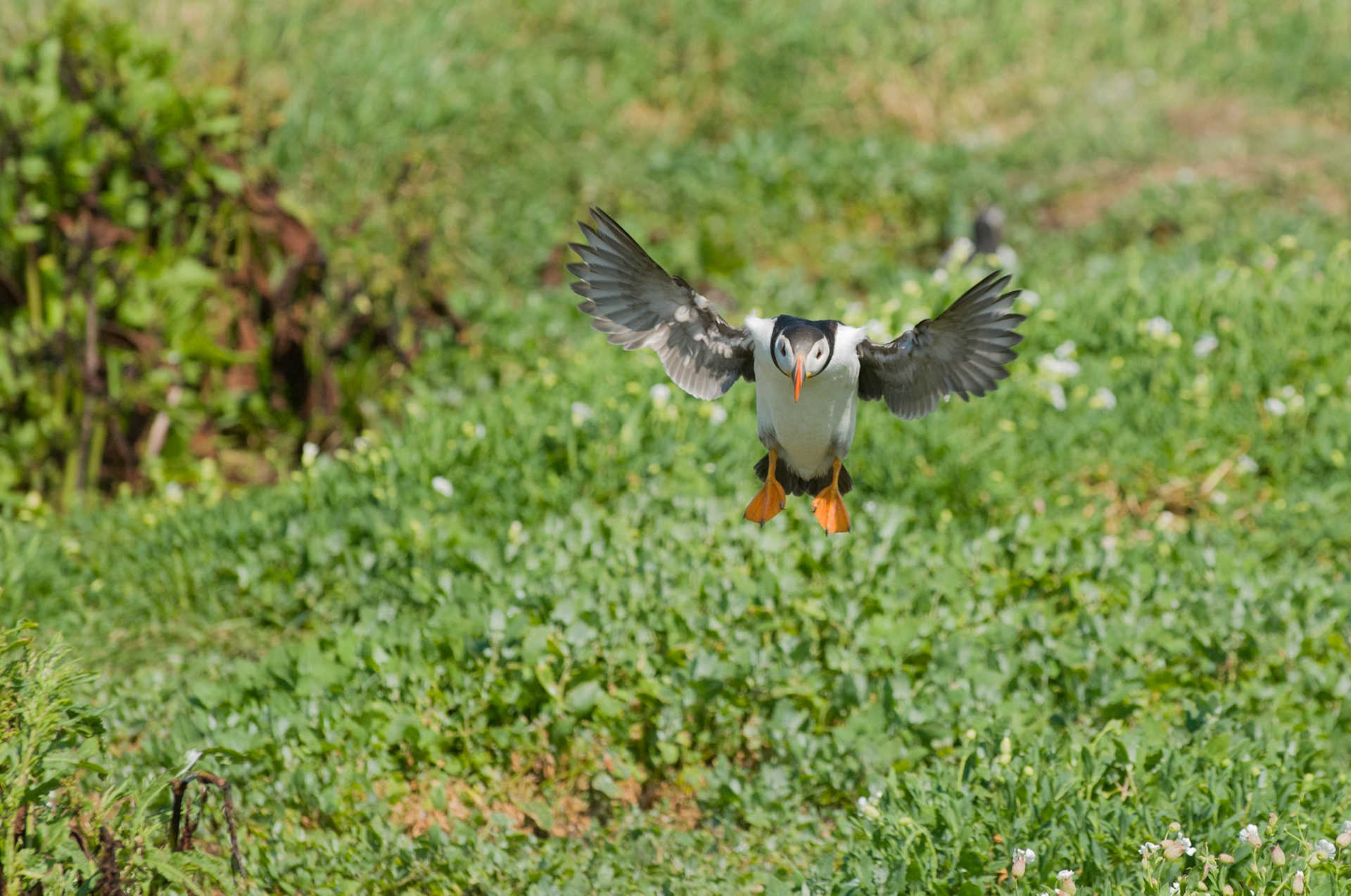 Puffin on Inner Farne