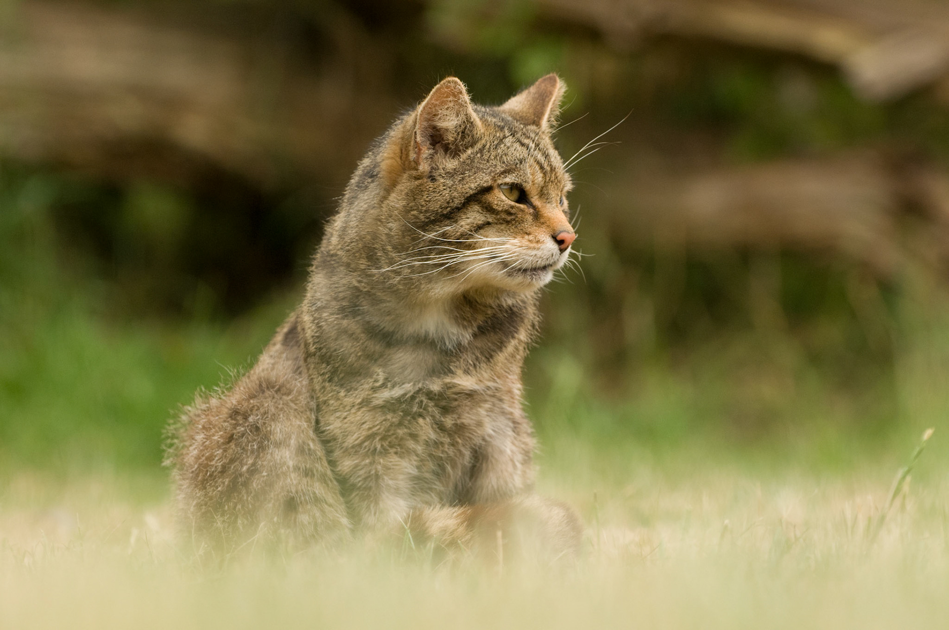 Scottish Wildcat at the British Wildlife Centre