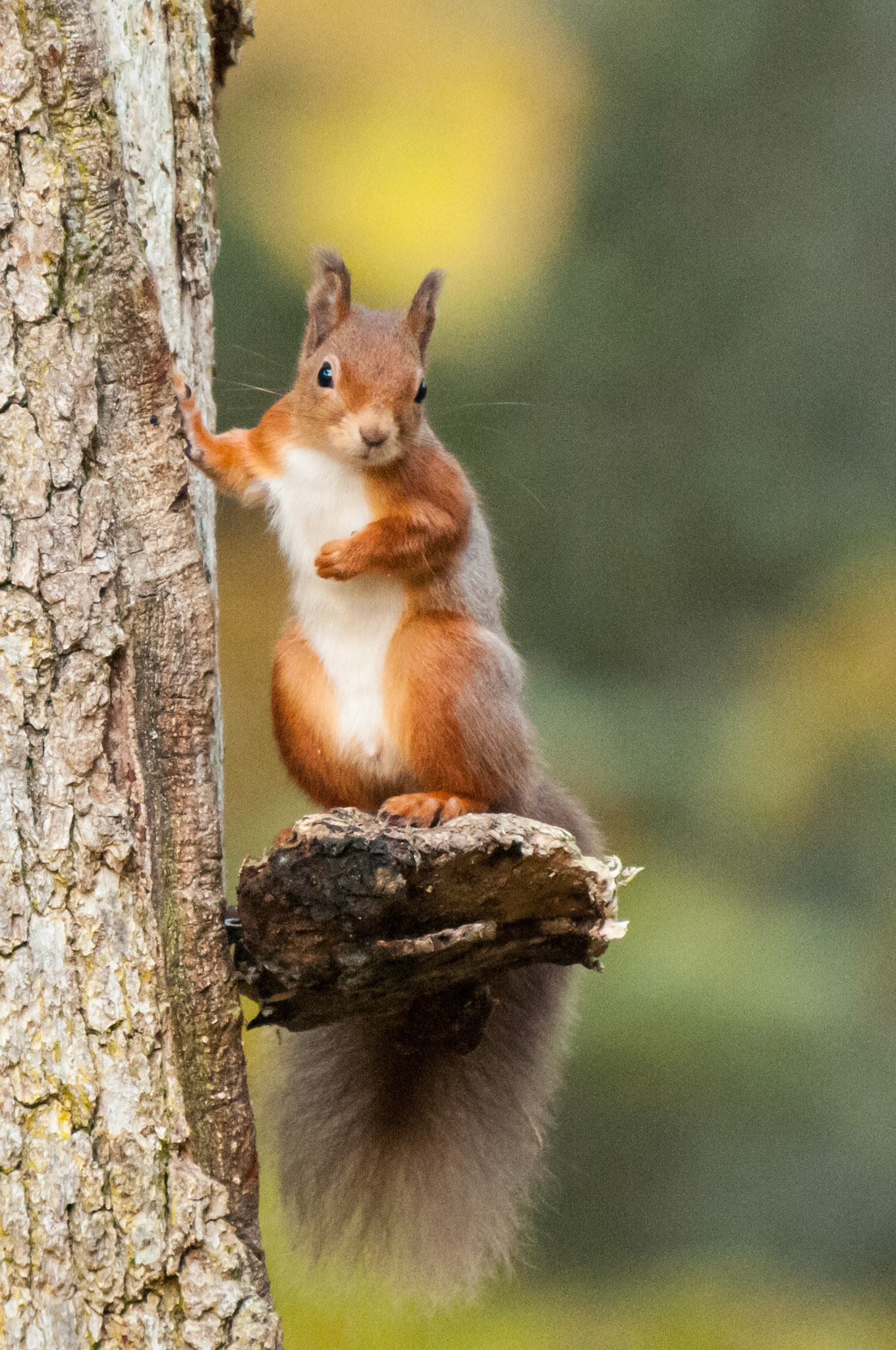 Red Squirrel
