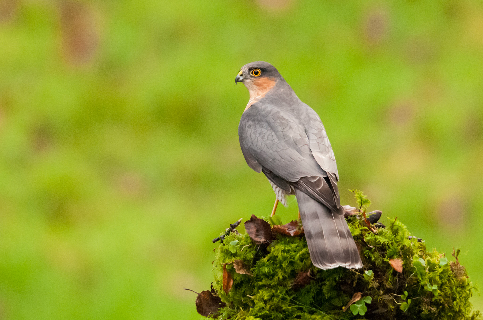 Sparrowhawk taken at a privately hired hide in South West Scotland